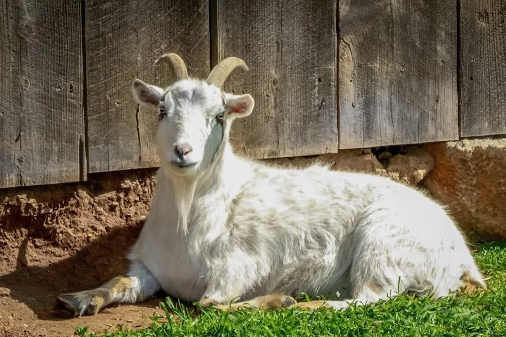 A white goat with curved horns resting on the ground next to a wooden fence.