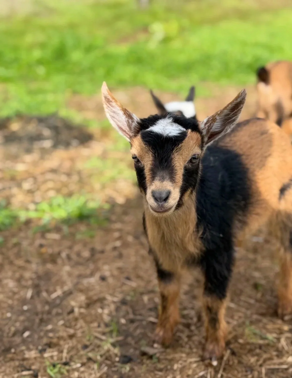A goat standing on green grass in a rocky hillside landscape.