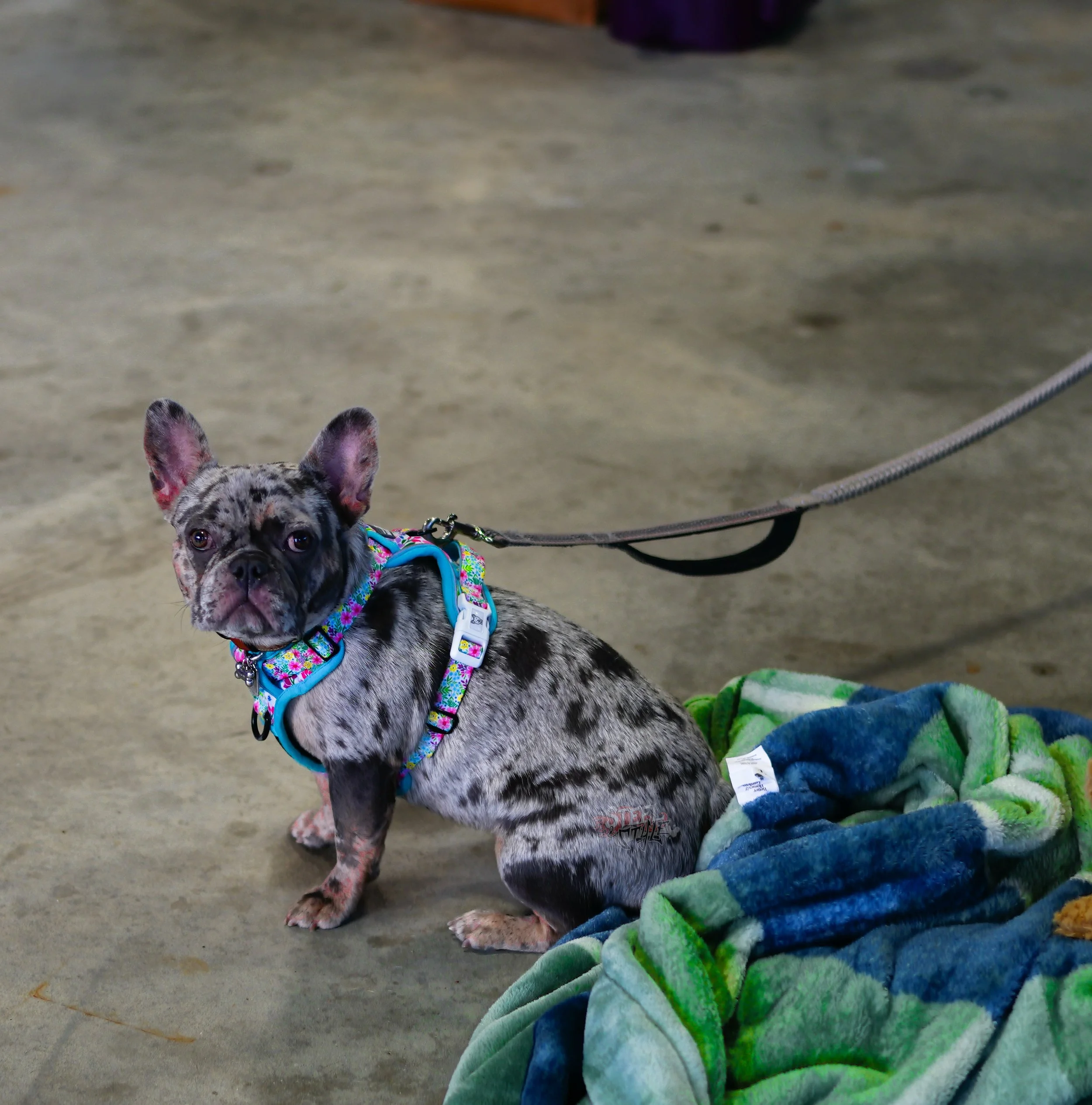 A small or medium-sized French Bulldog with a merle coat pattern, sitting on a concrete floor next to a multicolored blanket. The dog is wearing a floral collar and harness, attached to a leash, and looking at the camera with large, alert ears.