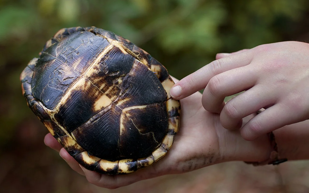 turtle2 copy 2.jpg