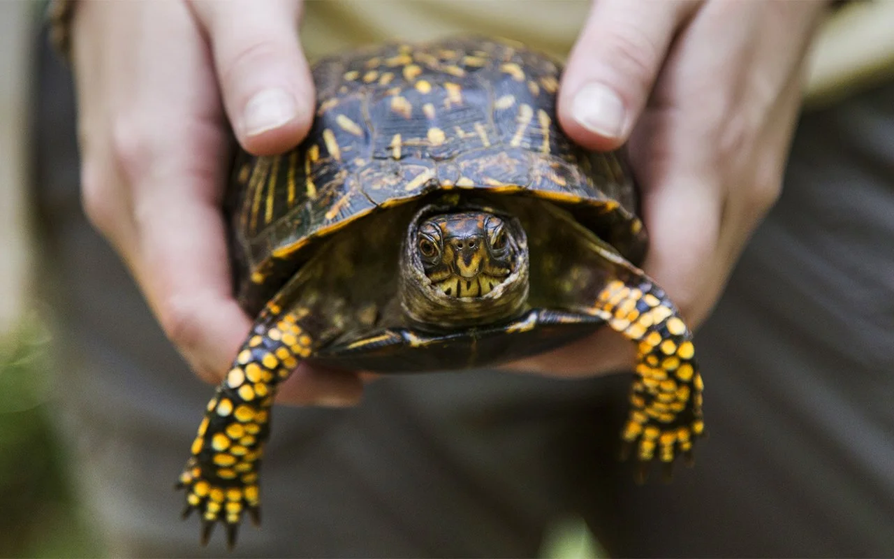 turtle (1) copy 2.jpg