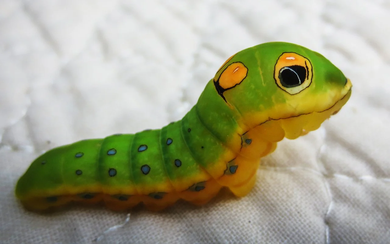 20160714-IMG_0405 copy.jpg