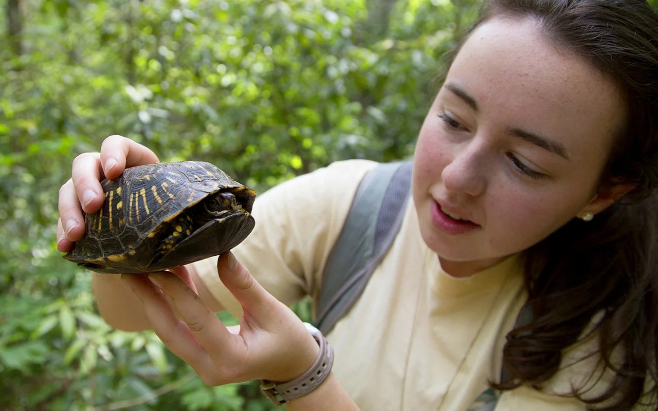 turtle1 copy 2.jpg