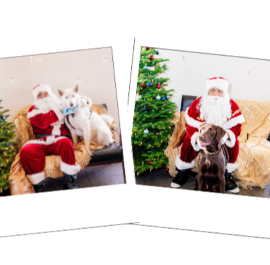 Santa Paws at Stanley Beer Hall
