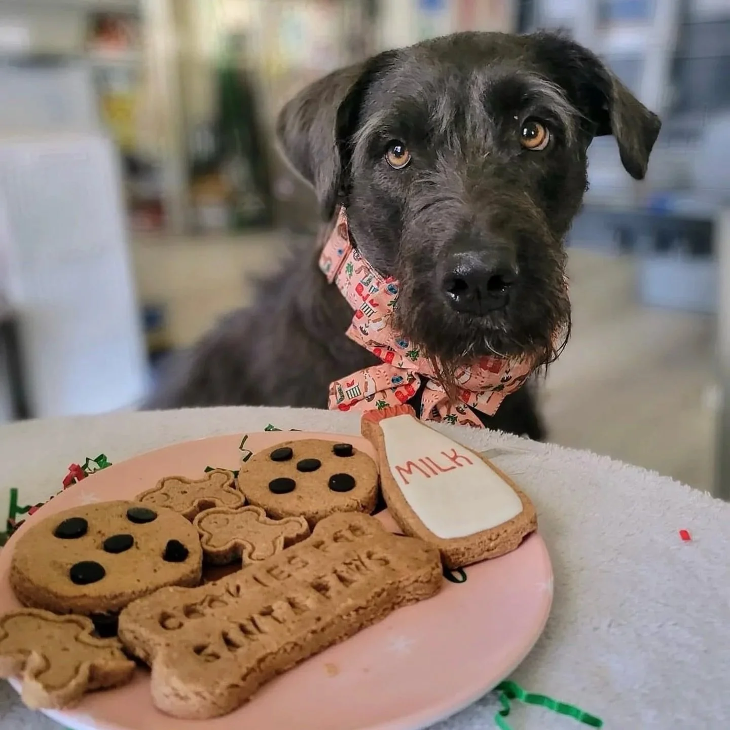 AJ’s Dog Bakery Pop-Up