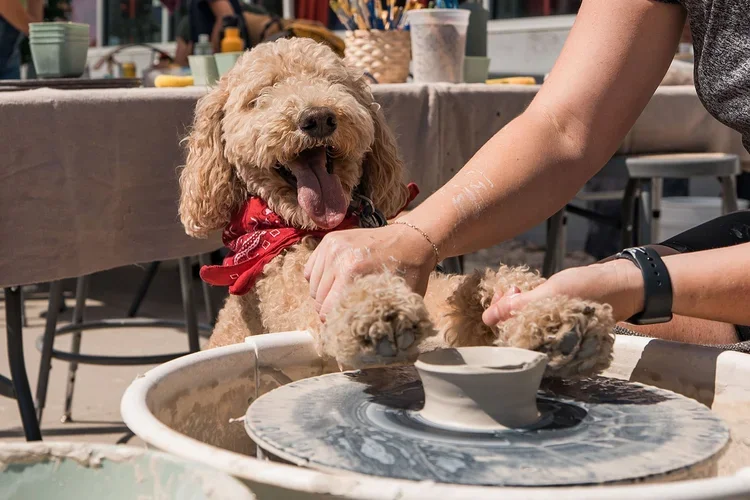 Paw-tery: A Stanley Family Collaboration