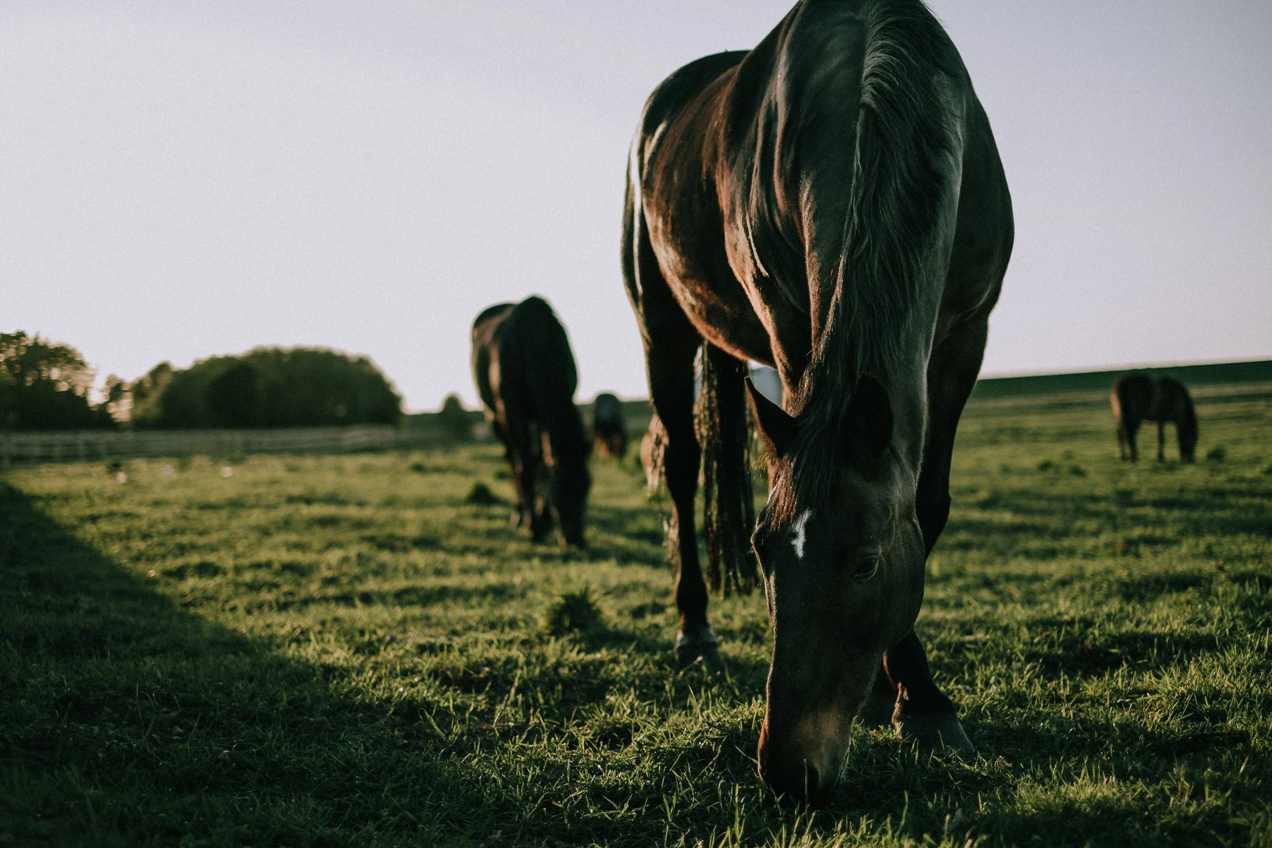 What does mortality transport and composting look like?