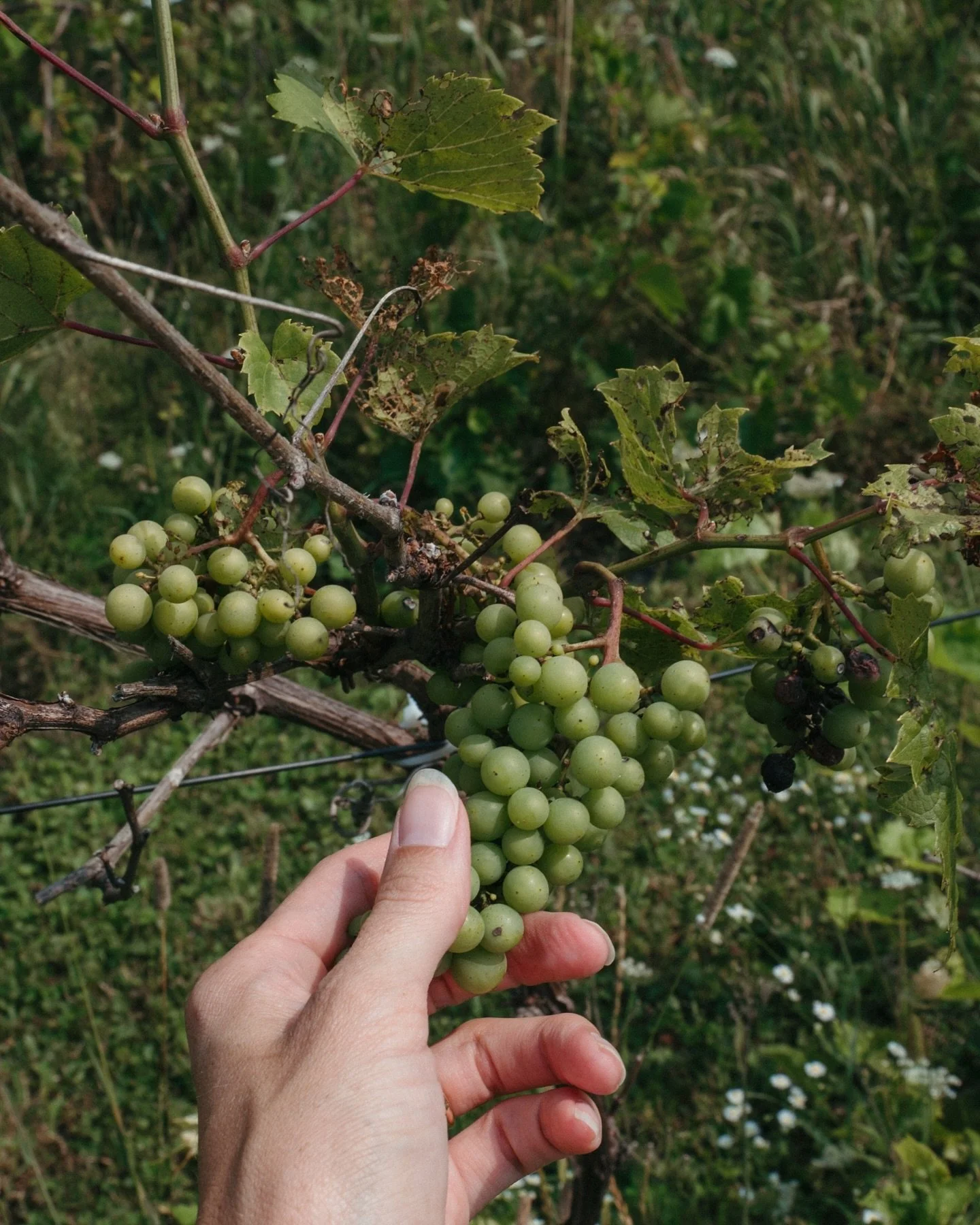 Always growing, always giving.

@levignobledechelsea the land is at the heart of everything we do. Our maple trees flow sweetly each spring, our vines are carefully tended with plans for the future, our gardens bring fresh herbs and vegetables to our