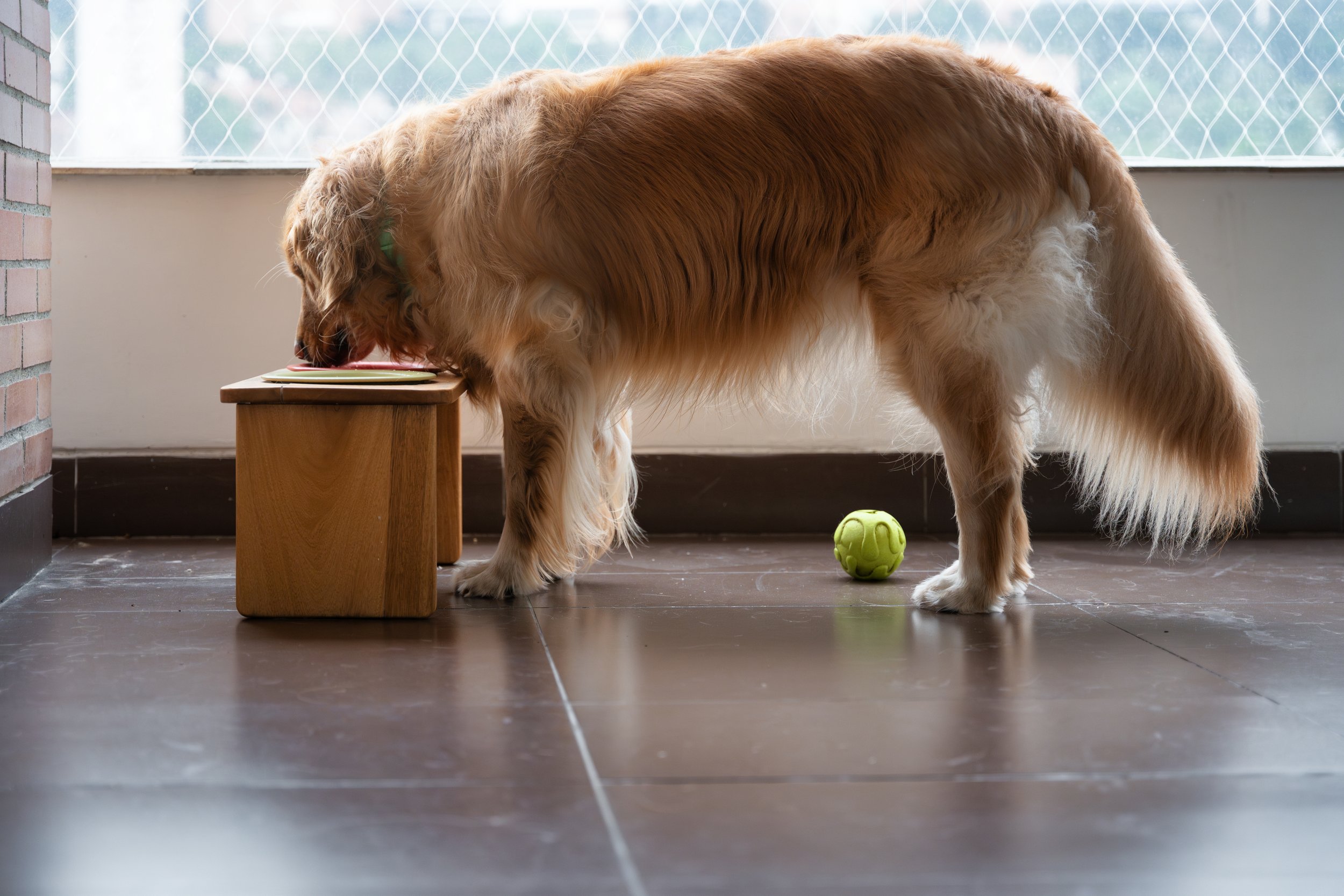 The Holistic Benefits of Elevated Dog Bowls and Feeding Stations