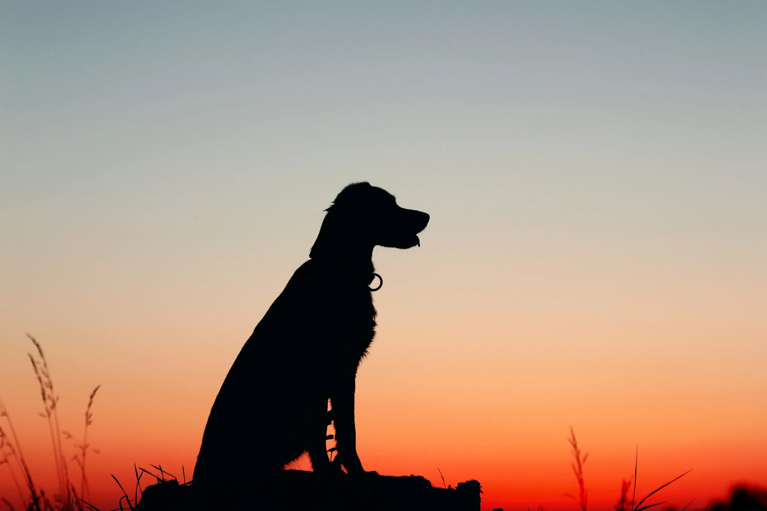 5 New Year’s Resolutions to Boost Your Dog’s Health in 2026
