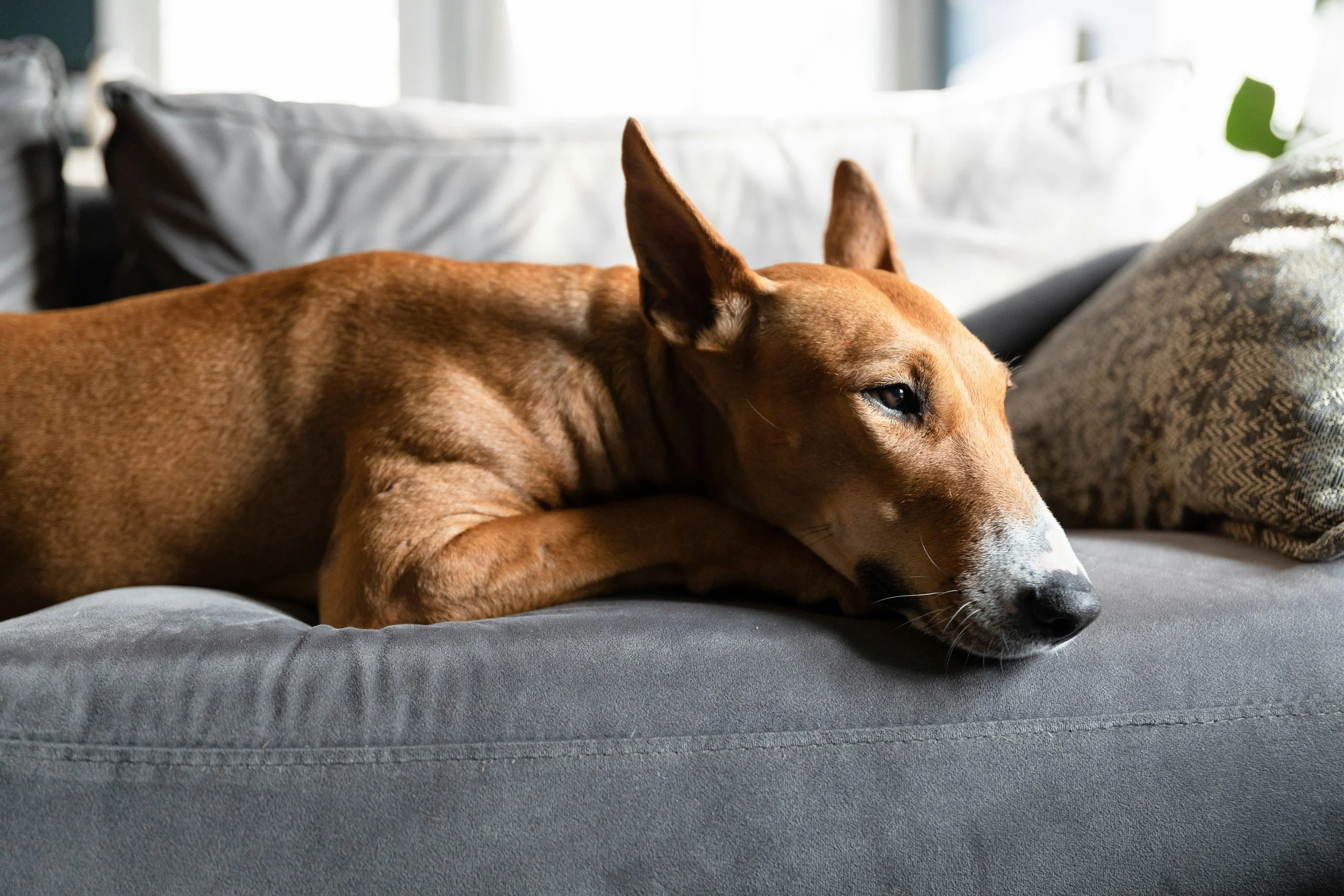 Help Your Dog Unwind After the Holiday Chaos