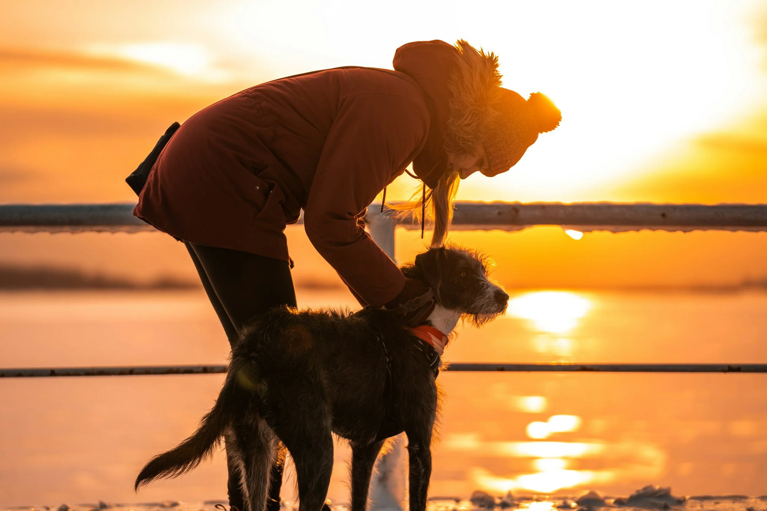 caring for dog revive & thrive canine wellness