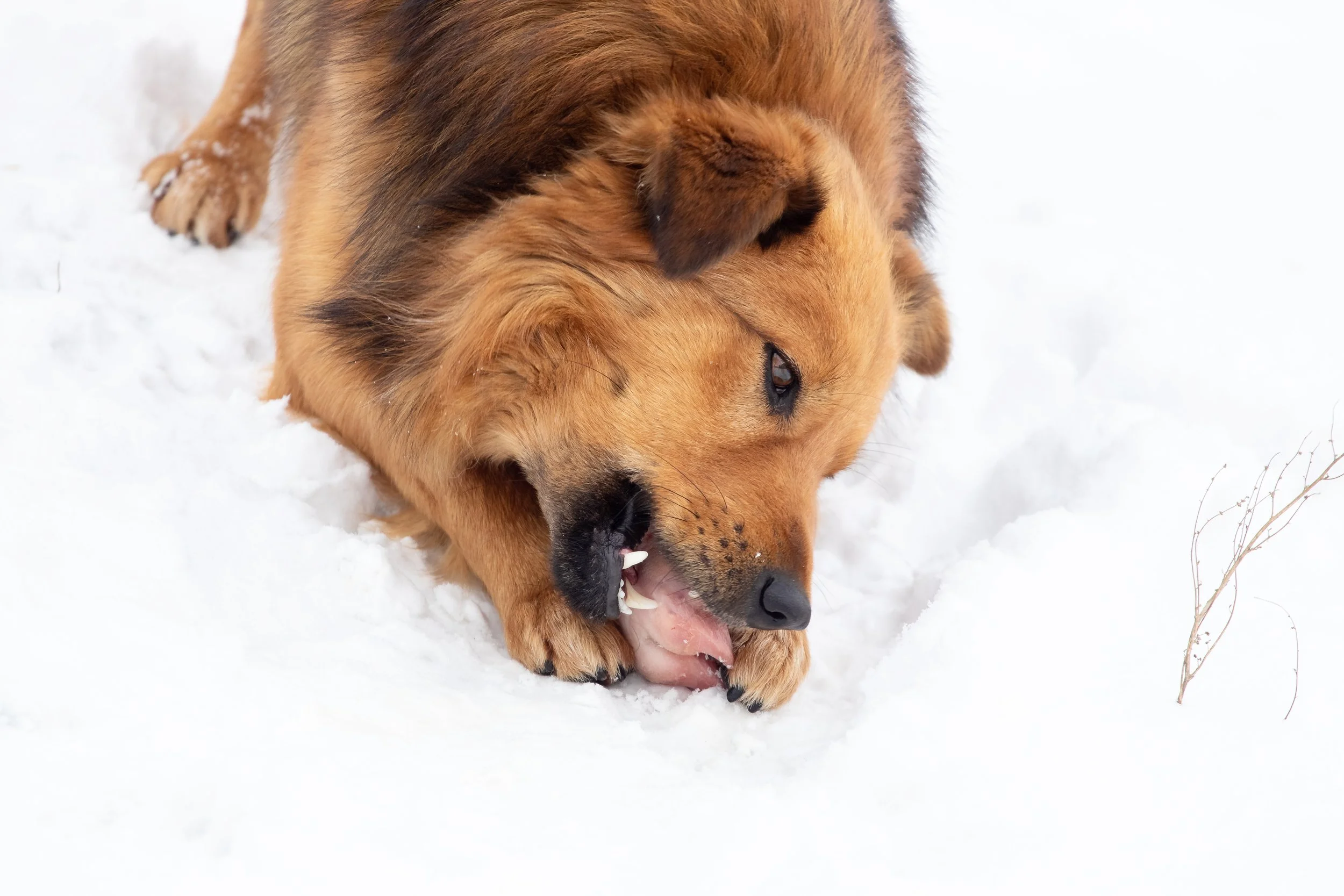 Winter Food Energetics for Dogs: Nourishing with Balance and Warmth