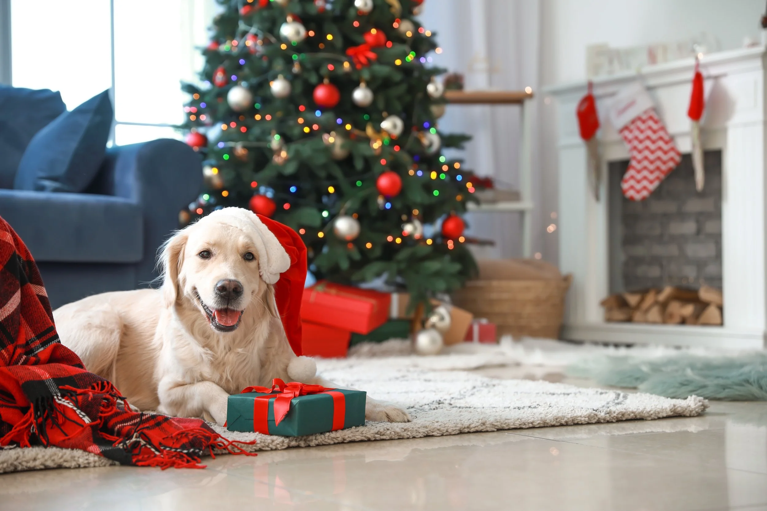 Preparing Your Dog for Holiday Guests