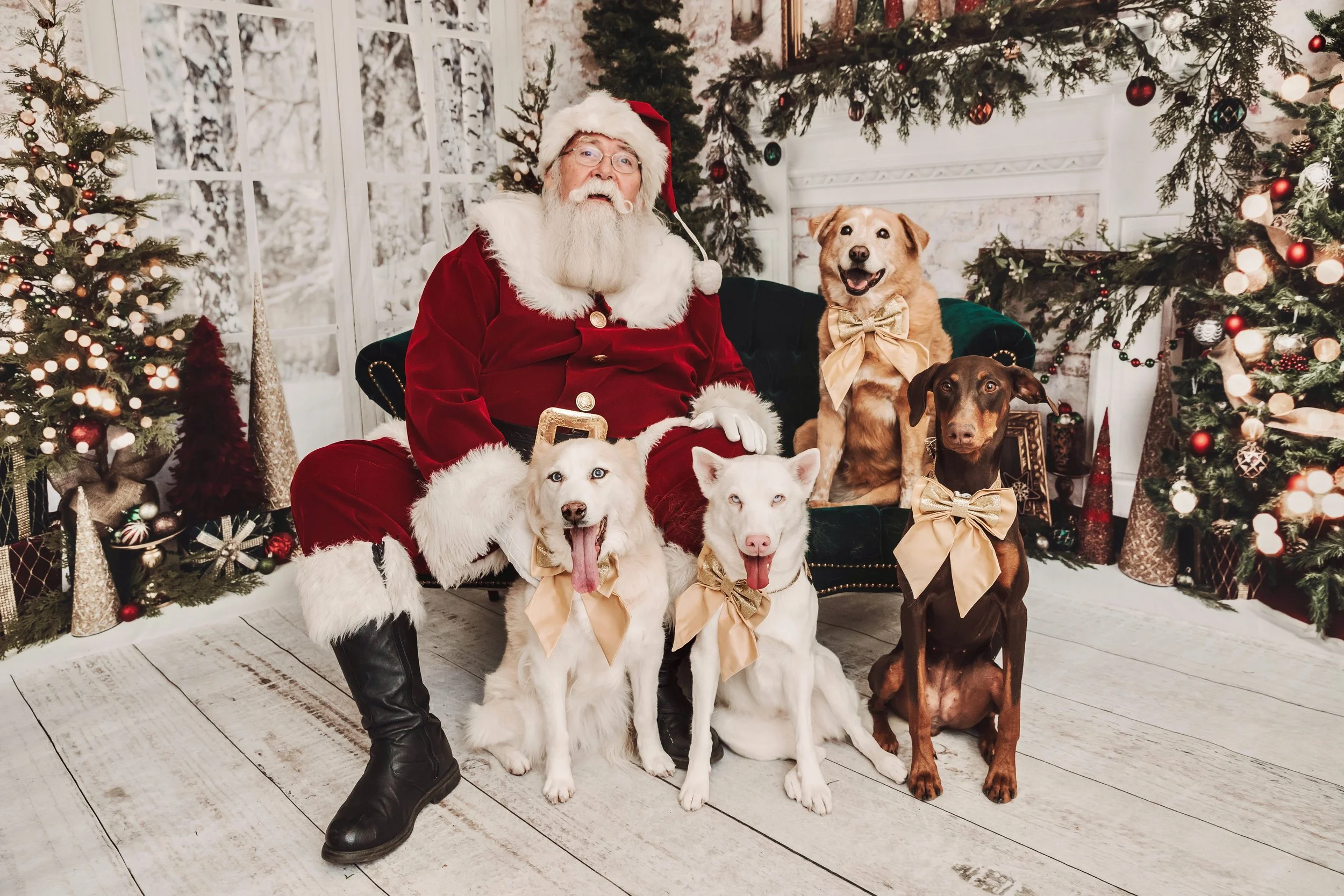Include Your Dog in Christmas Festivities Holistically and Joyfully