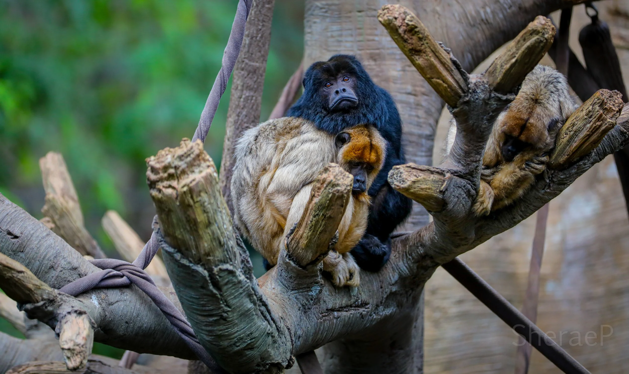 MONKEY2.jpg