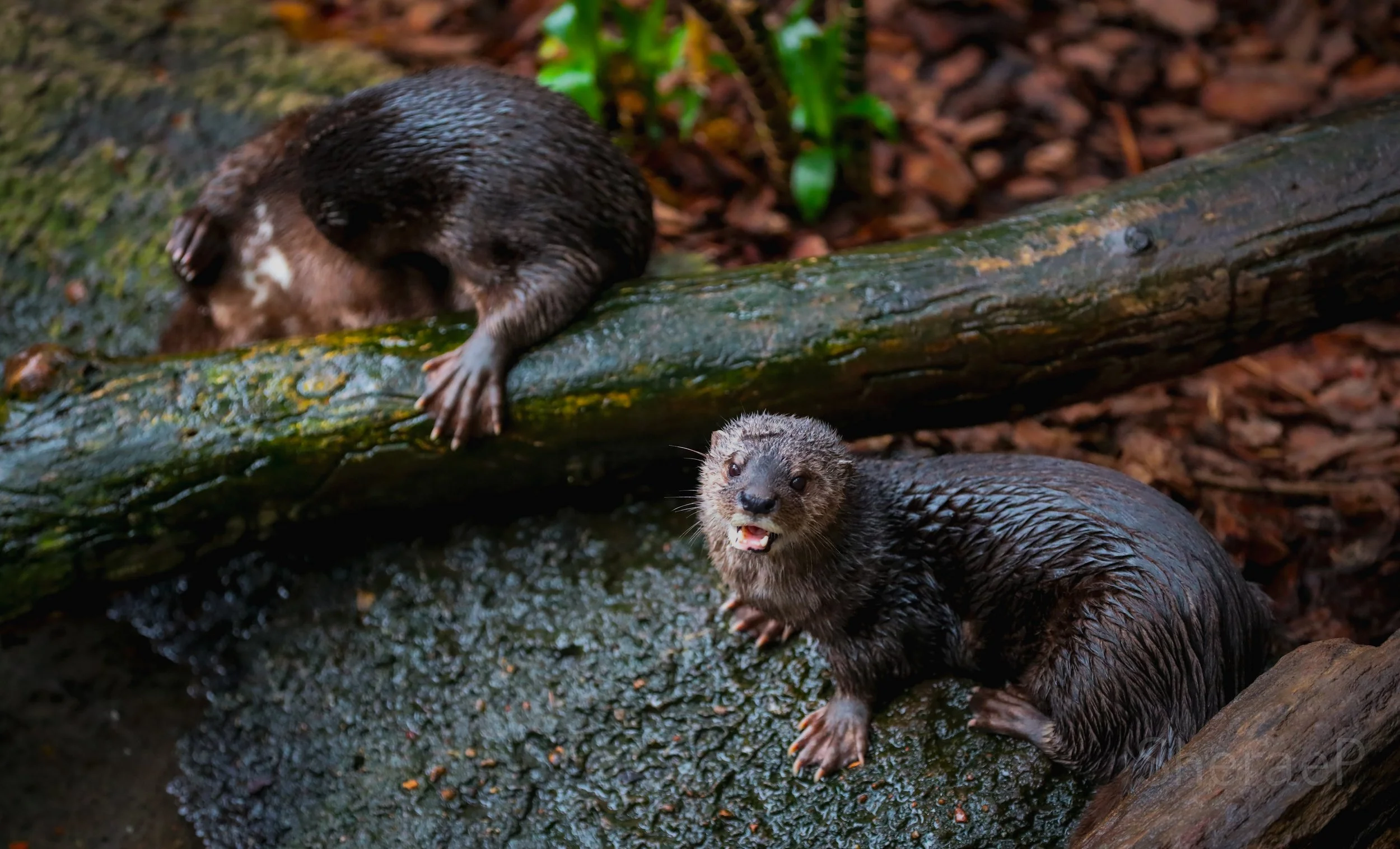 OTTERS.jpg