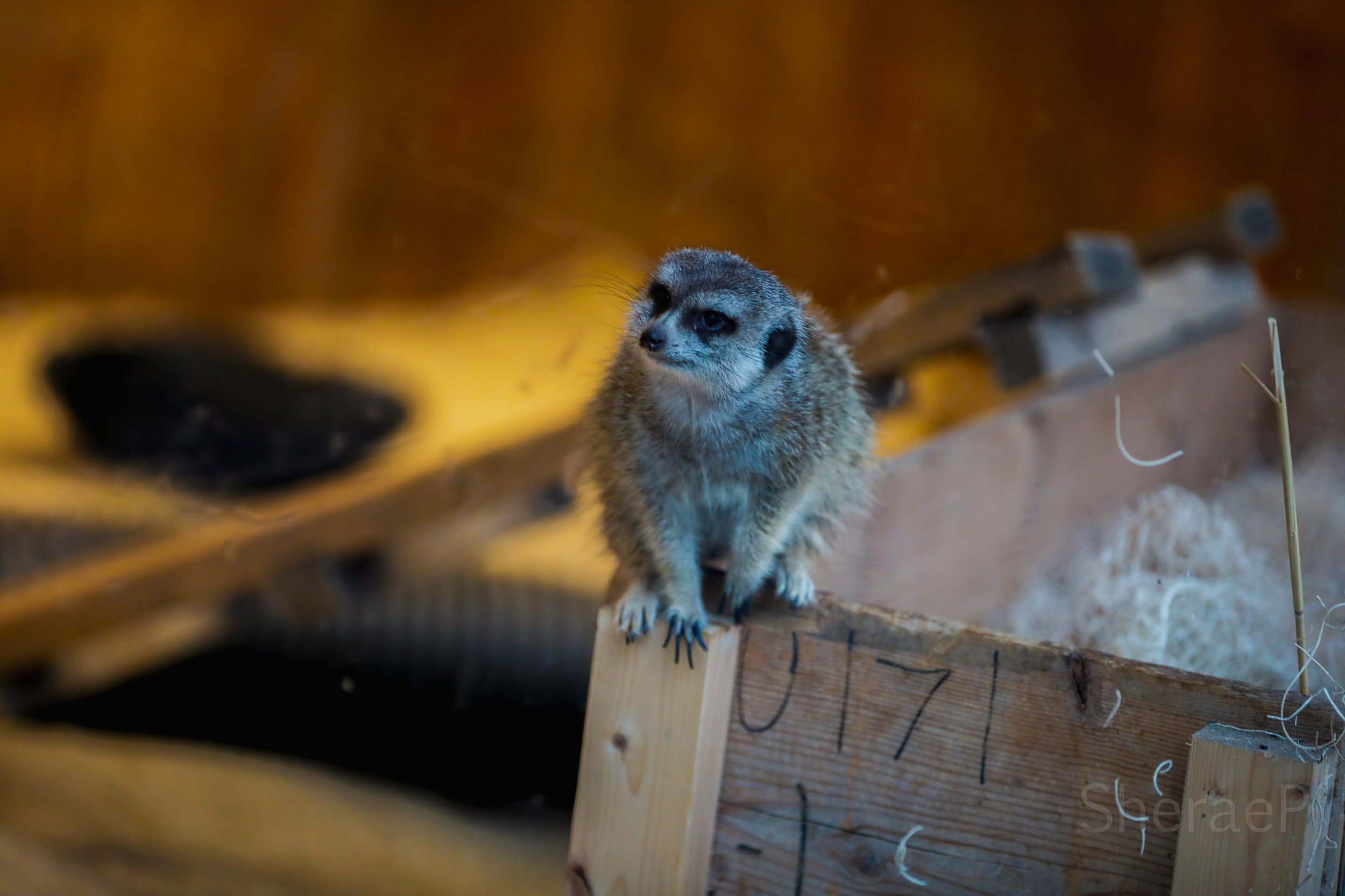 MEERKAT.jpg