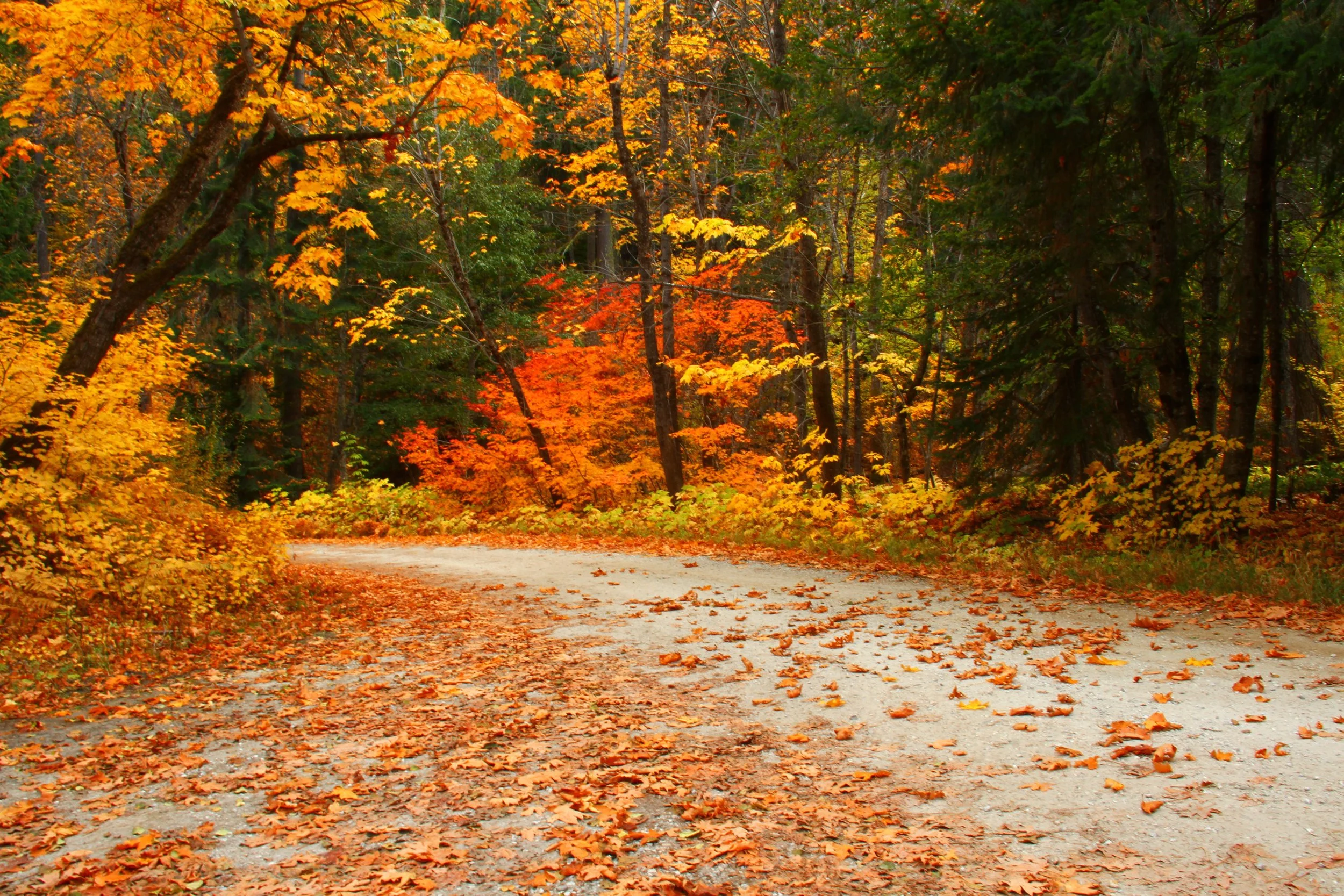 Fall Color