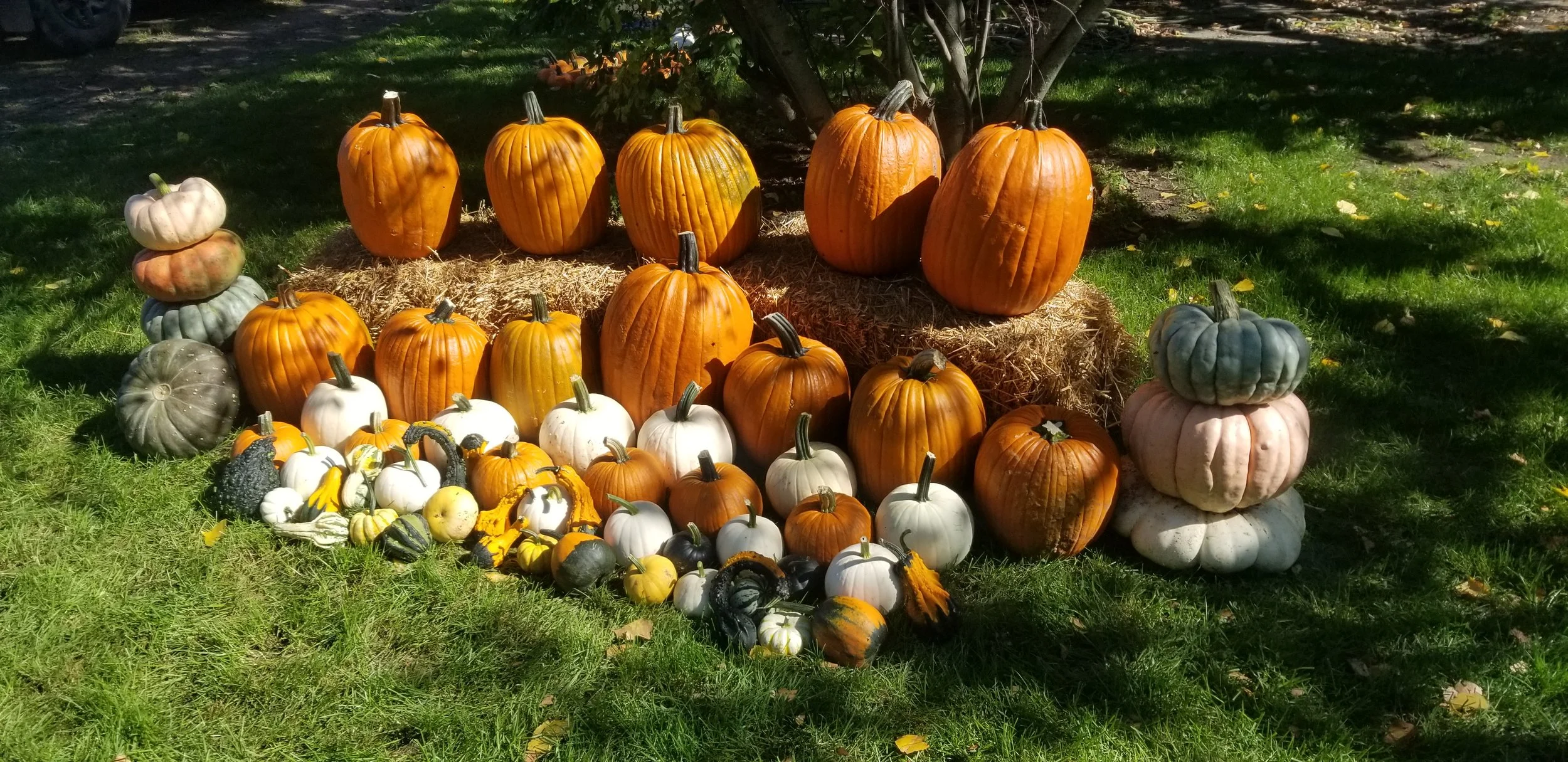 Pumpkin Admirer Package