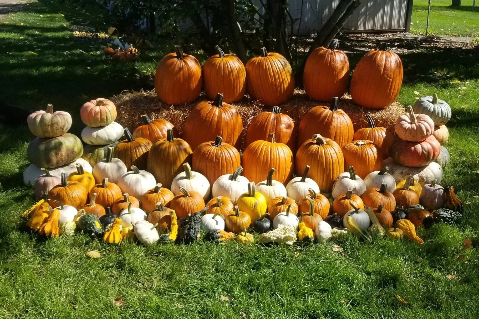 Pumpkin Lover Package