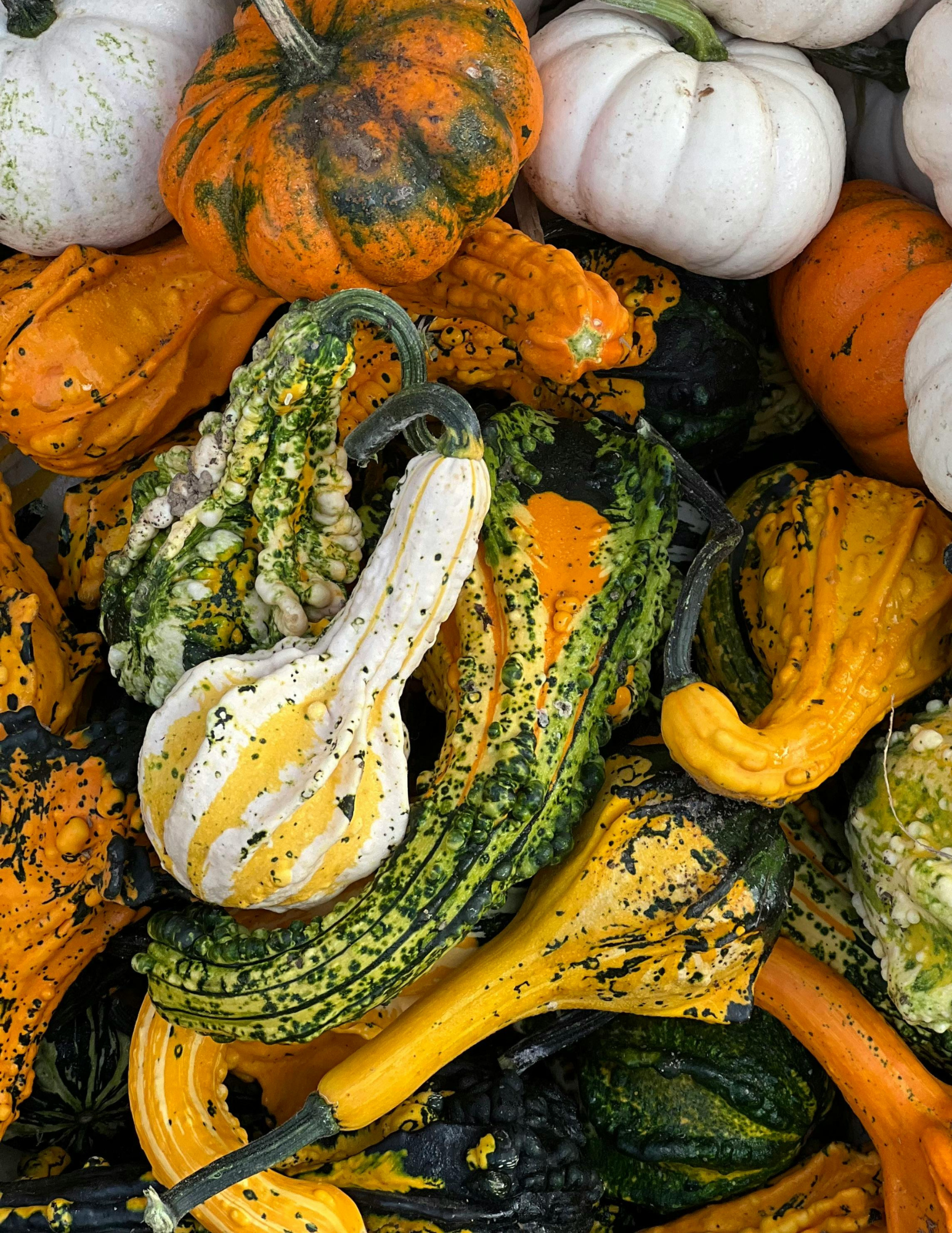 Gourds Delight (25 pound bag) Add On