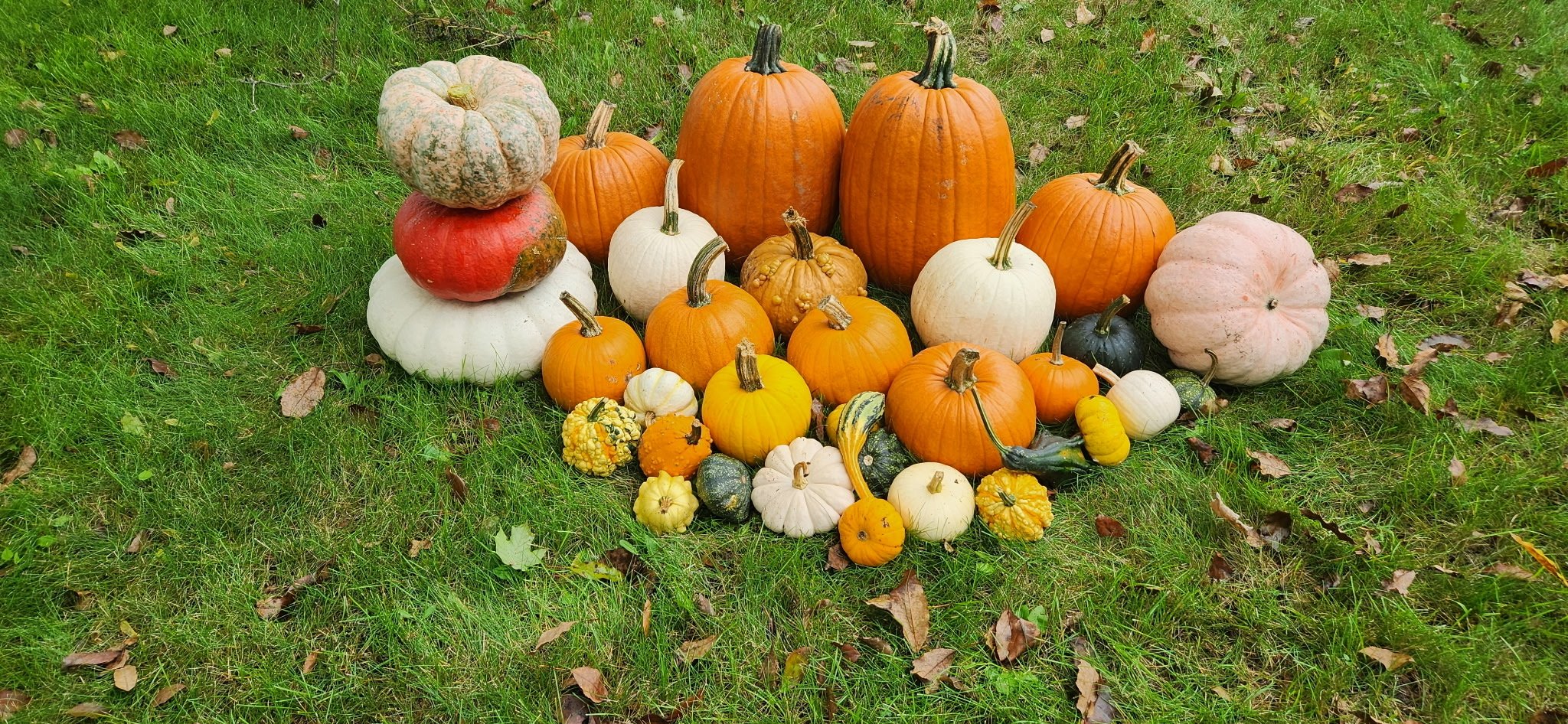 Pumpkin Spice Package