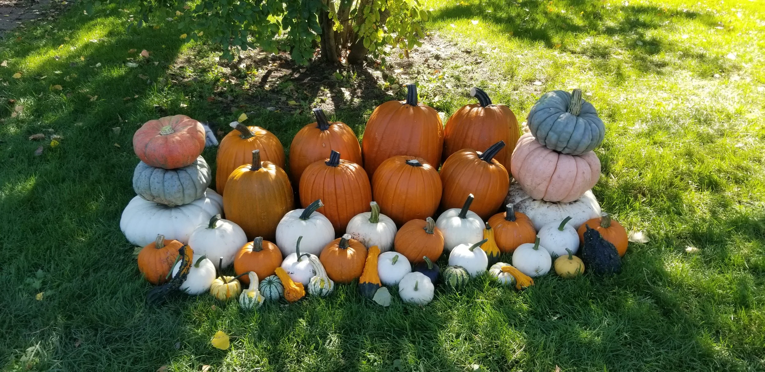 Pumpkin Delight Package