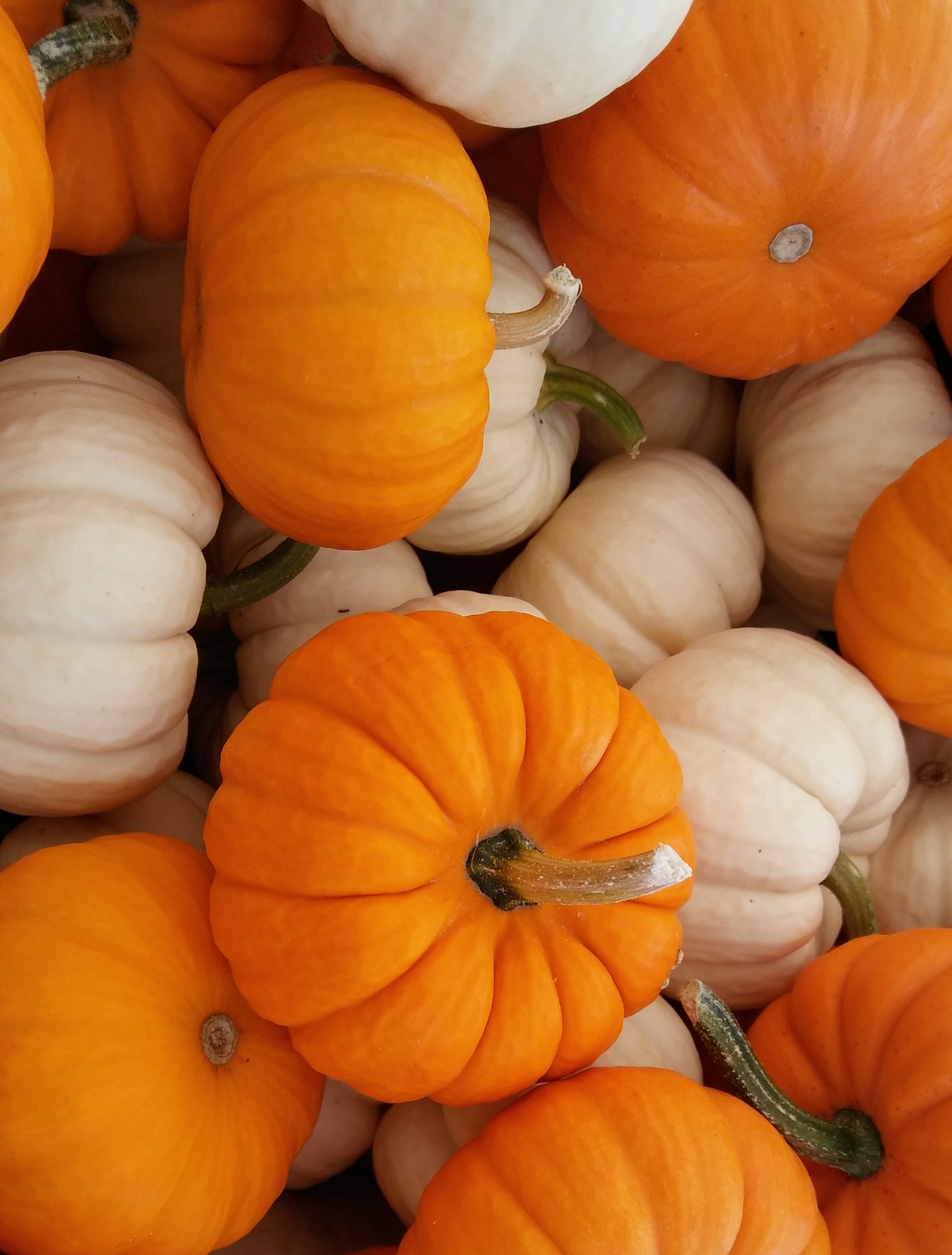 Mini Pumpkin Variety Bag (25 pound bag) Add On