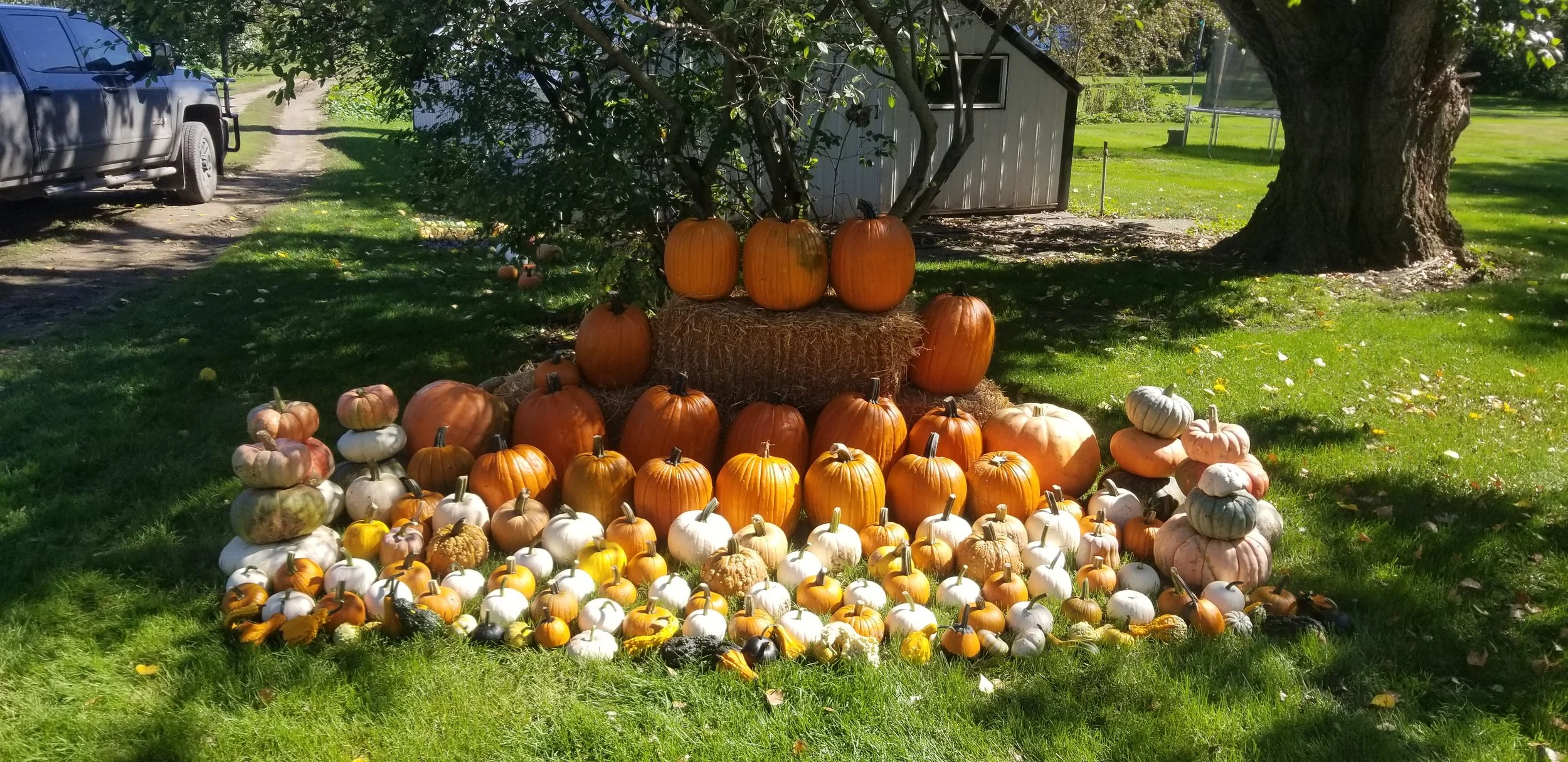 Supreme Pumpkin Lover Package