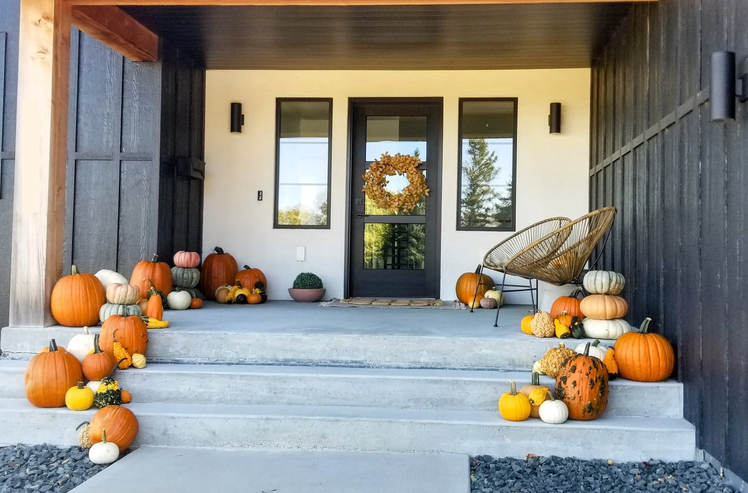 Pumpkin Admirer