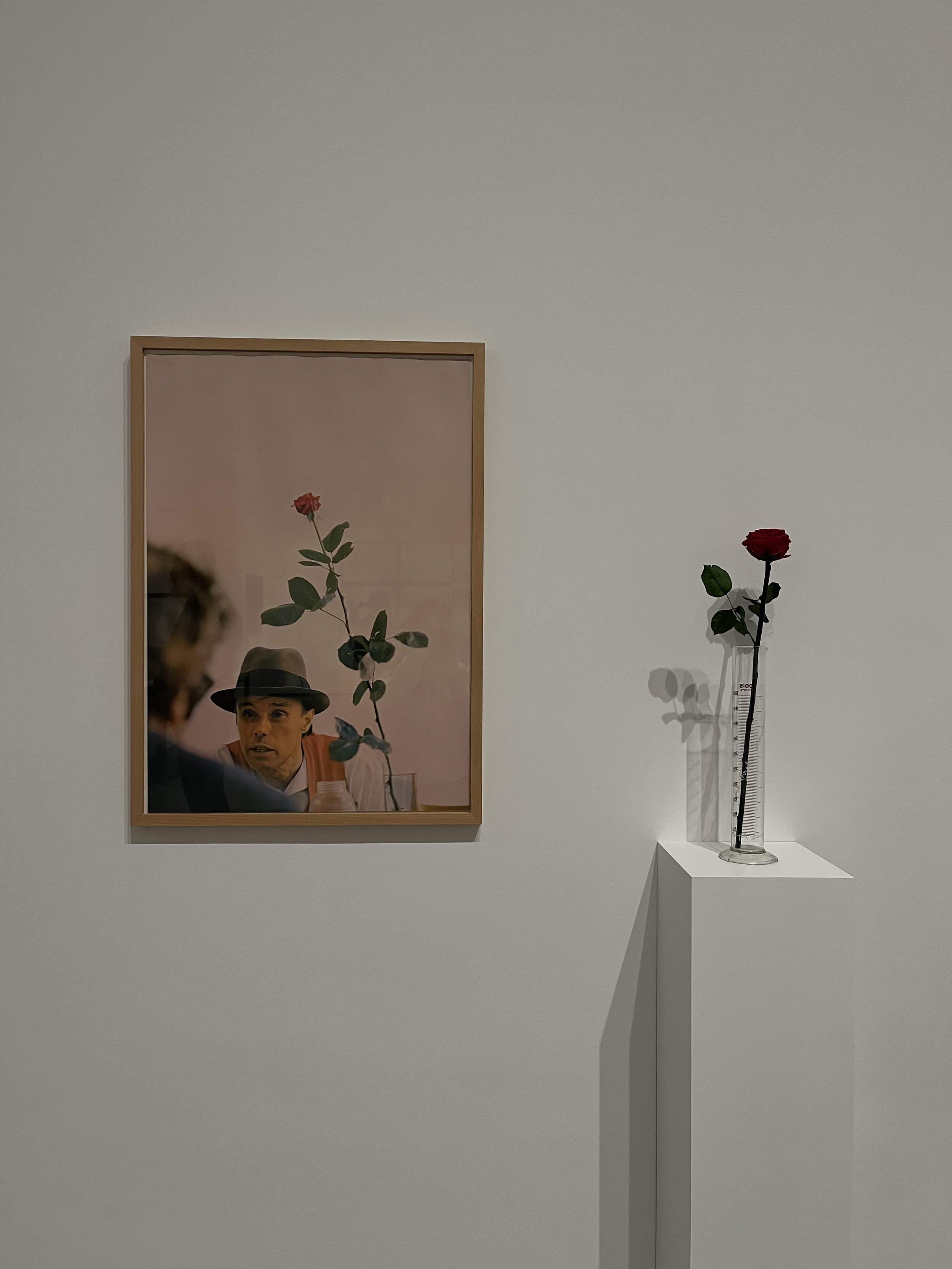 ROSE FOR DIRECT DEMOCRACY, BEUYS