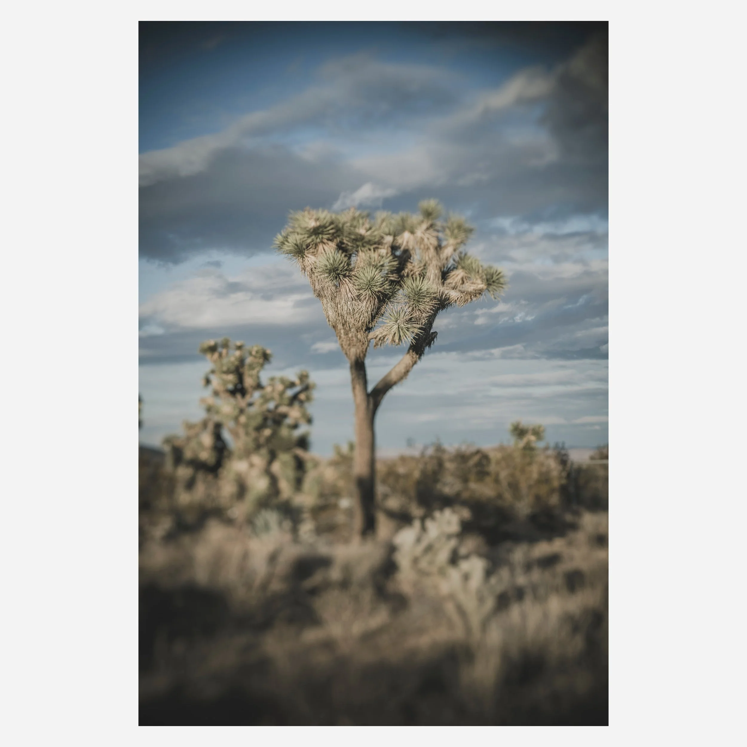 Yucca Brevifolia, 2023