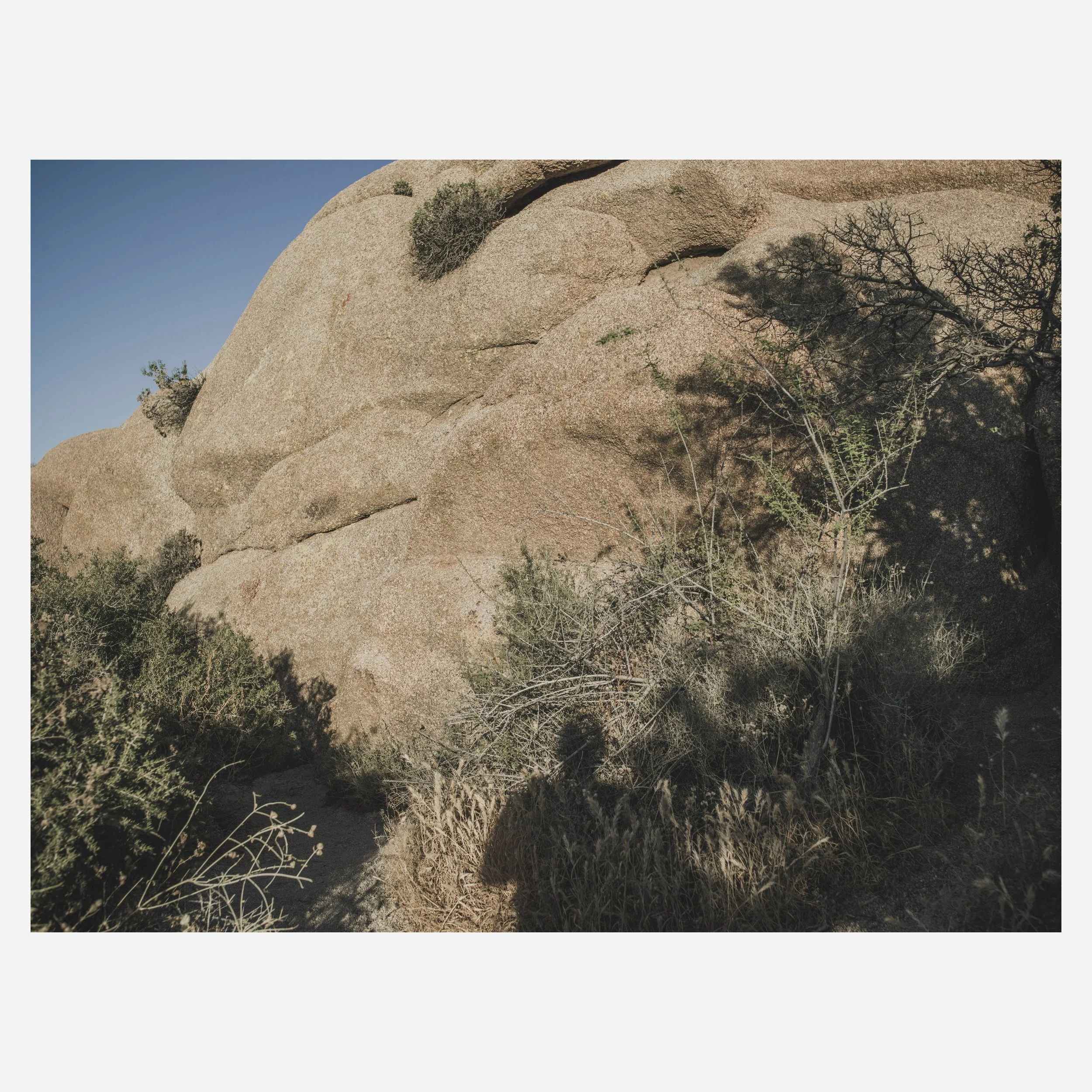 Joshua Tree, 2026