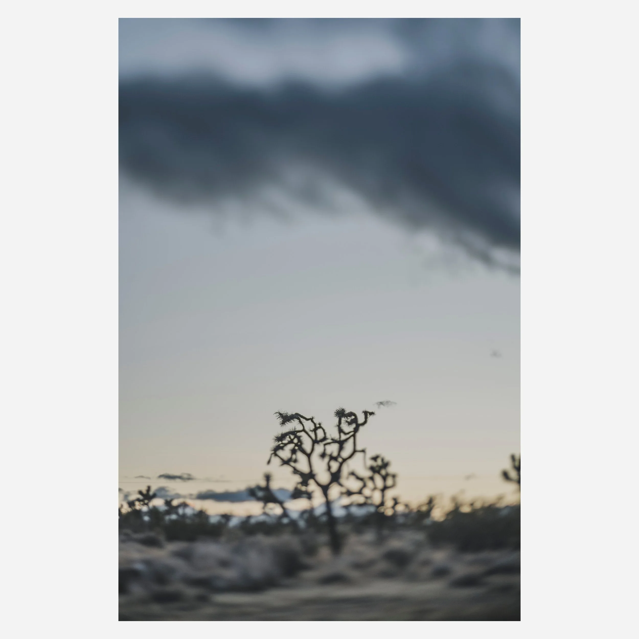 Yucca Brevifolia, 2023