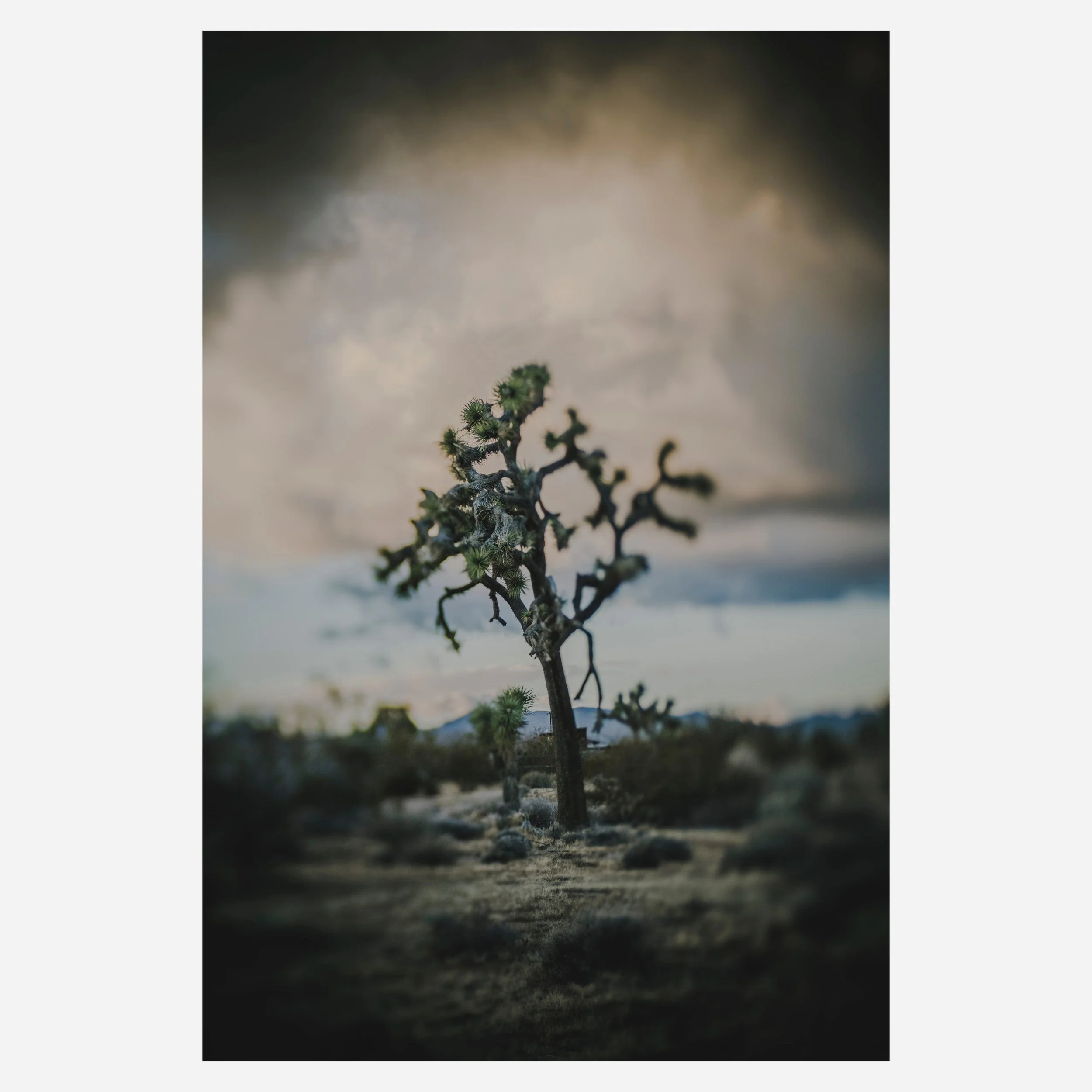 Yucca Brevifolia, 2023