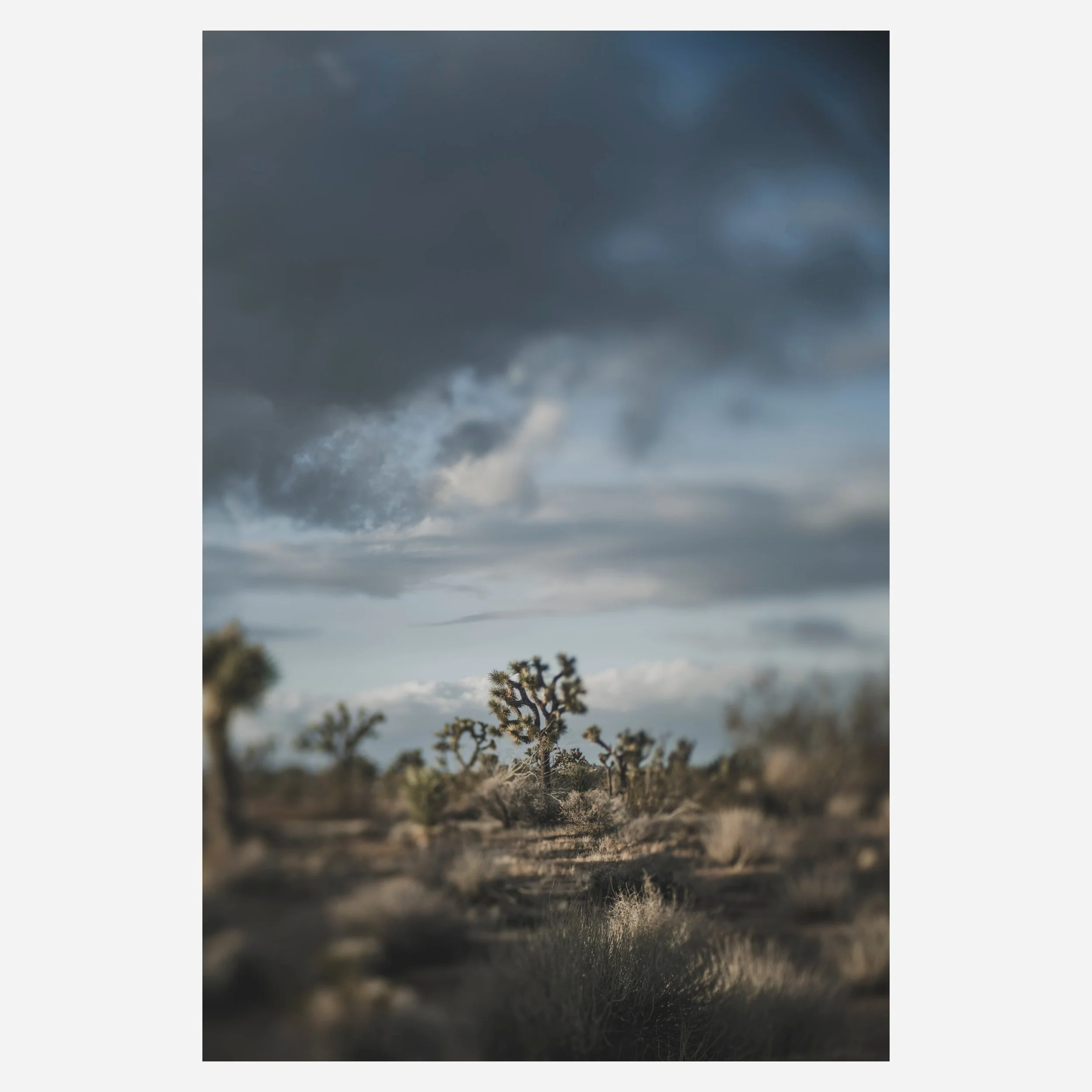 Yucca Brevifolia, 2023