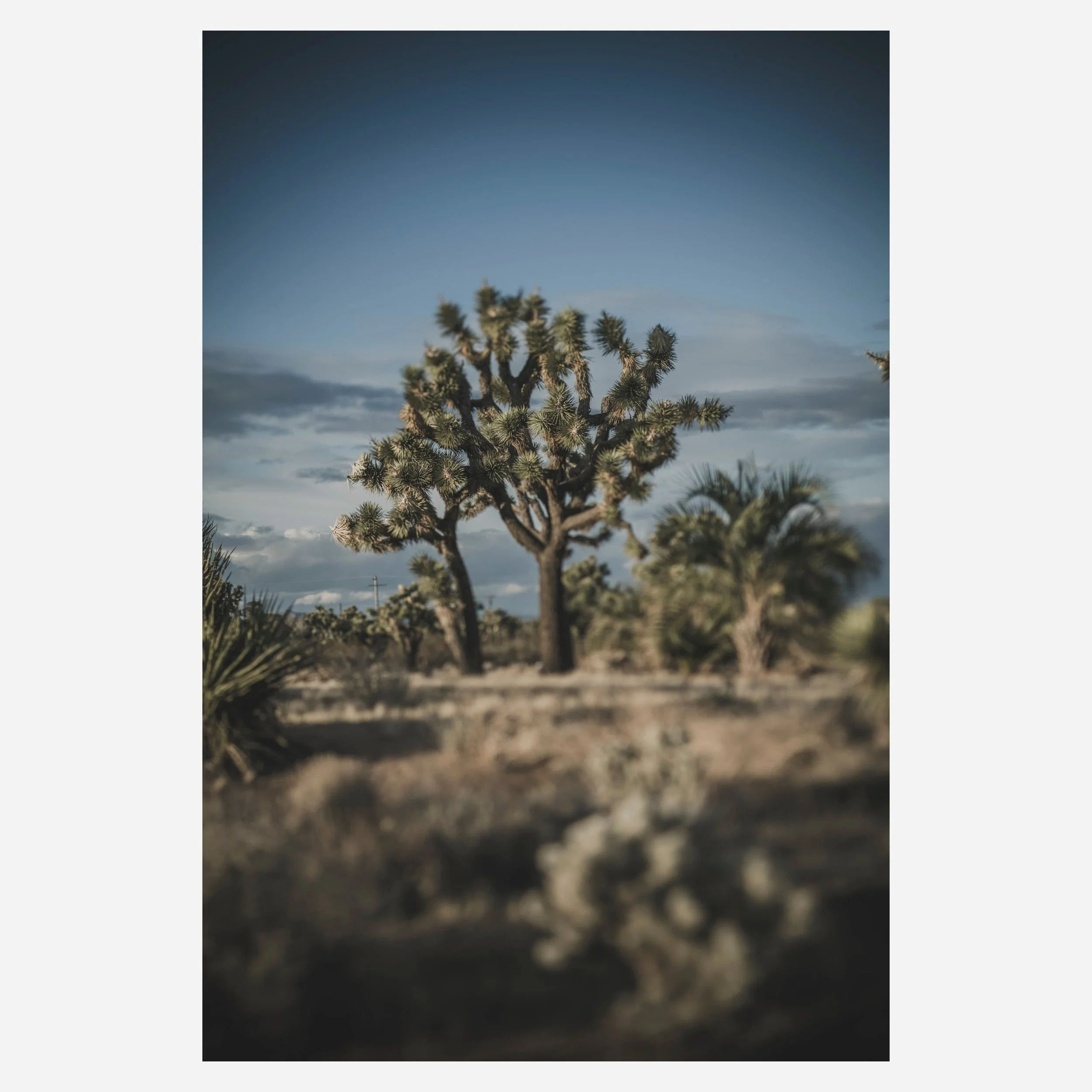 Yucca Brevifolia, 2023