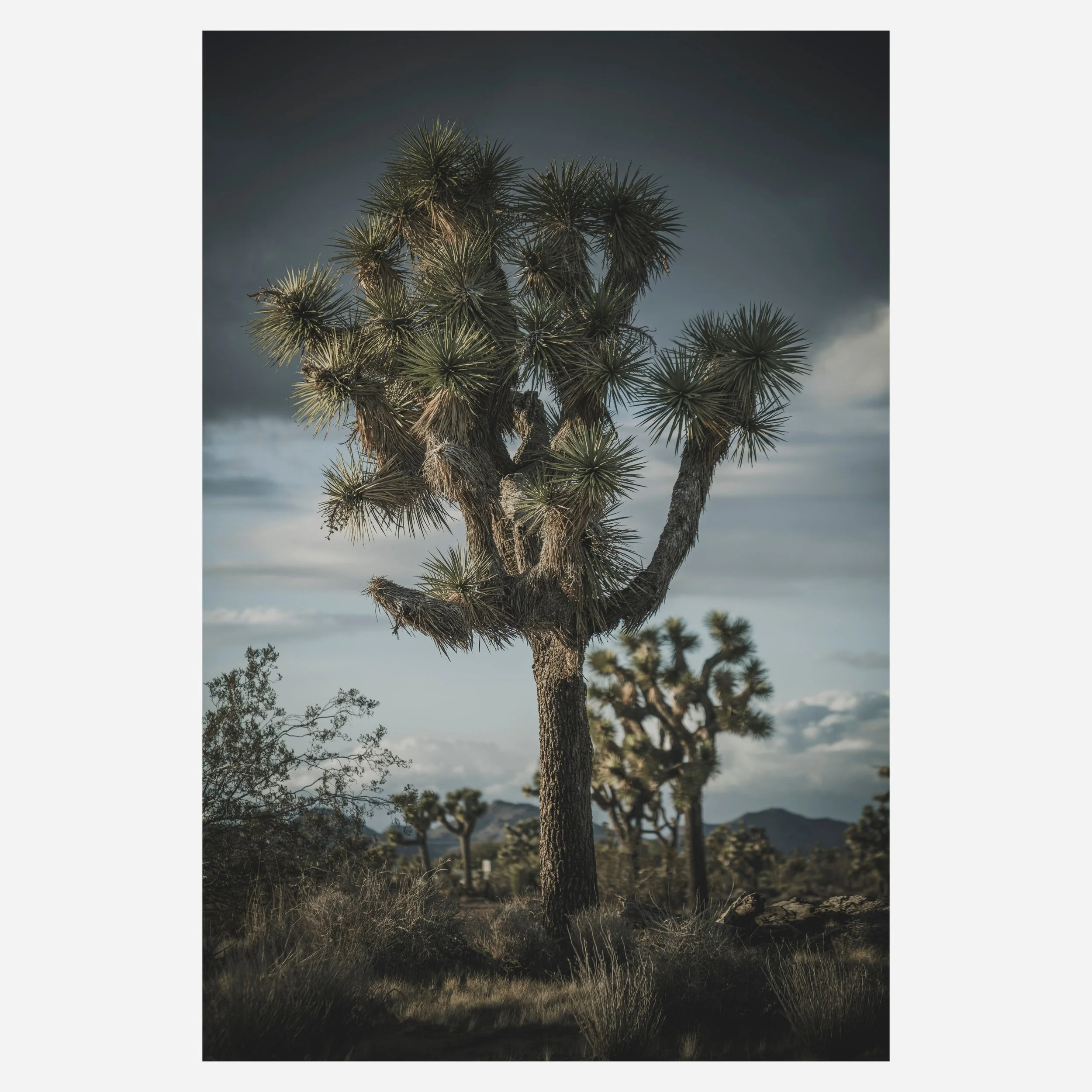 Yucca Brevifolia, 2023