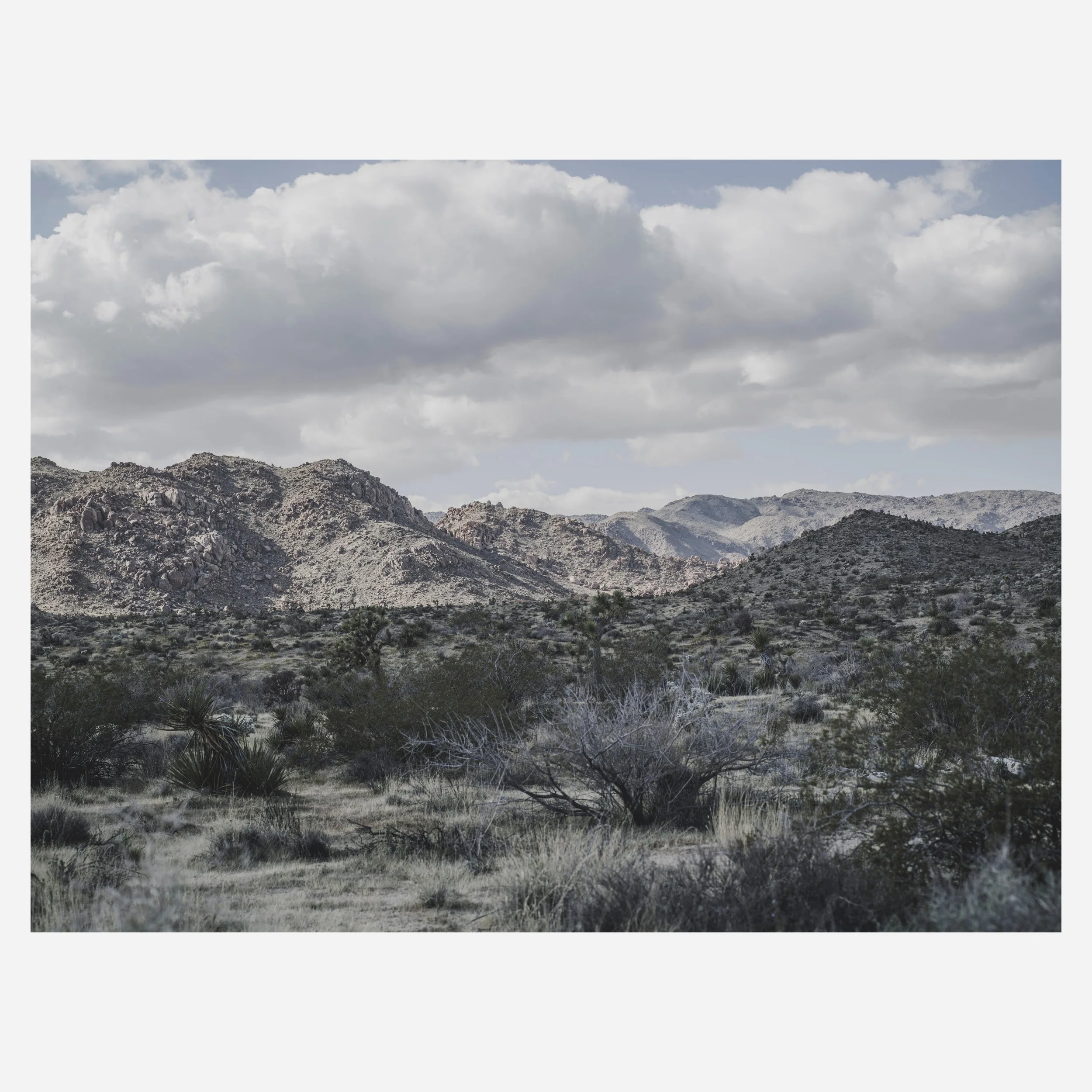 Joshua Tree, 2026