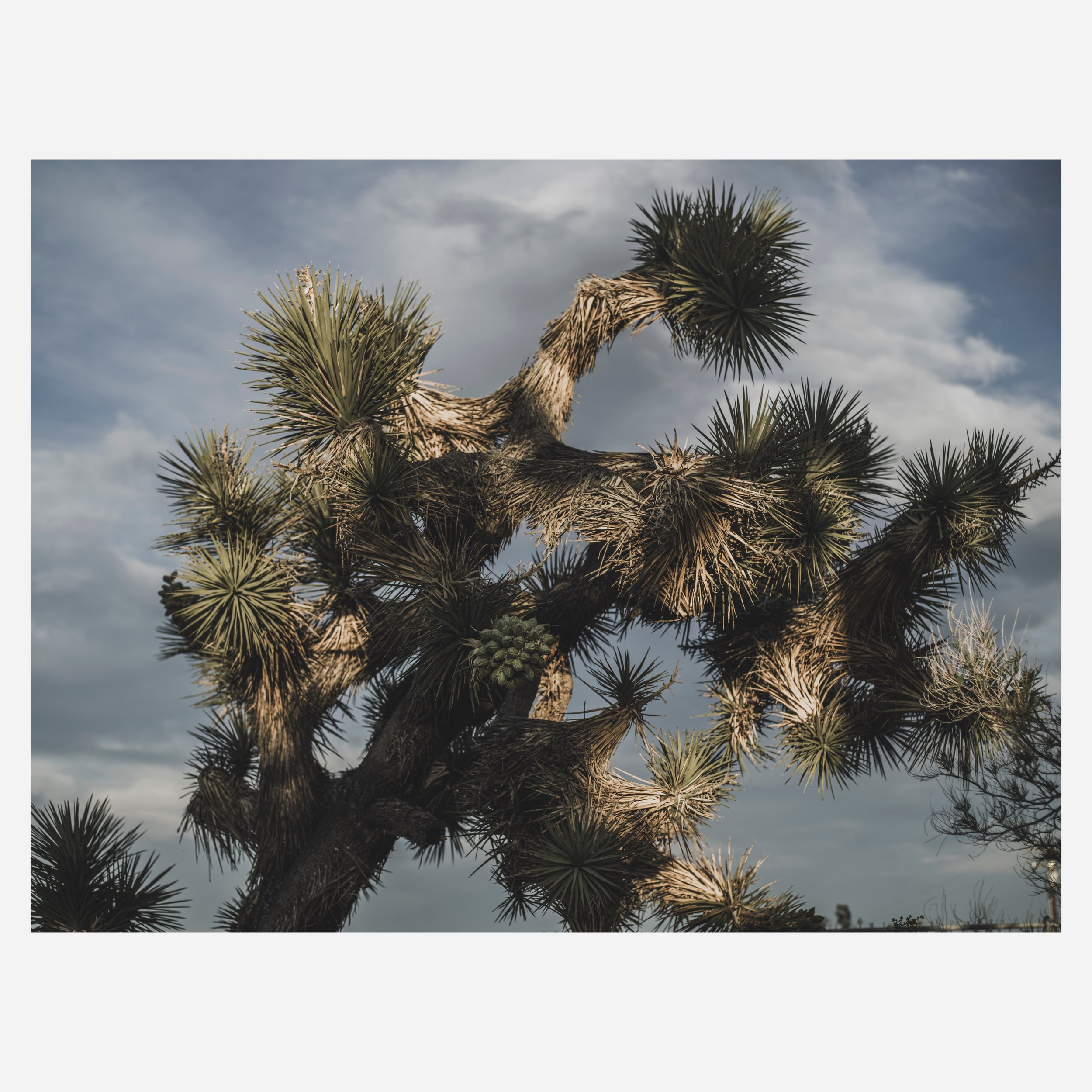 Yucca Brevifolia, 2026