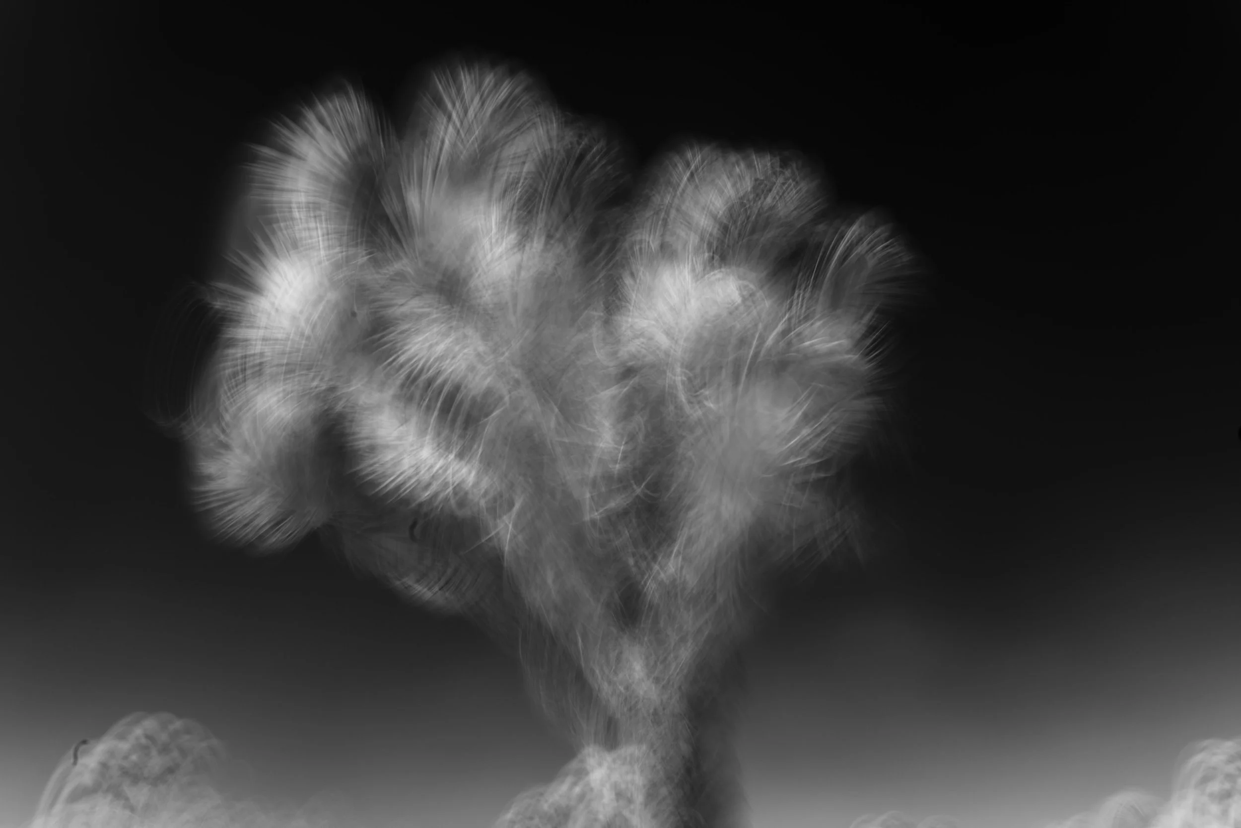 Joshua Tree, 2026 — Open Edition 11 × 14