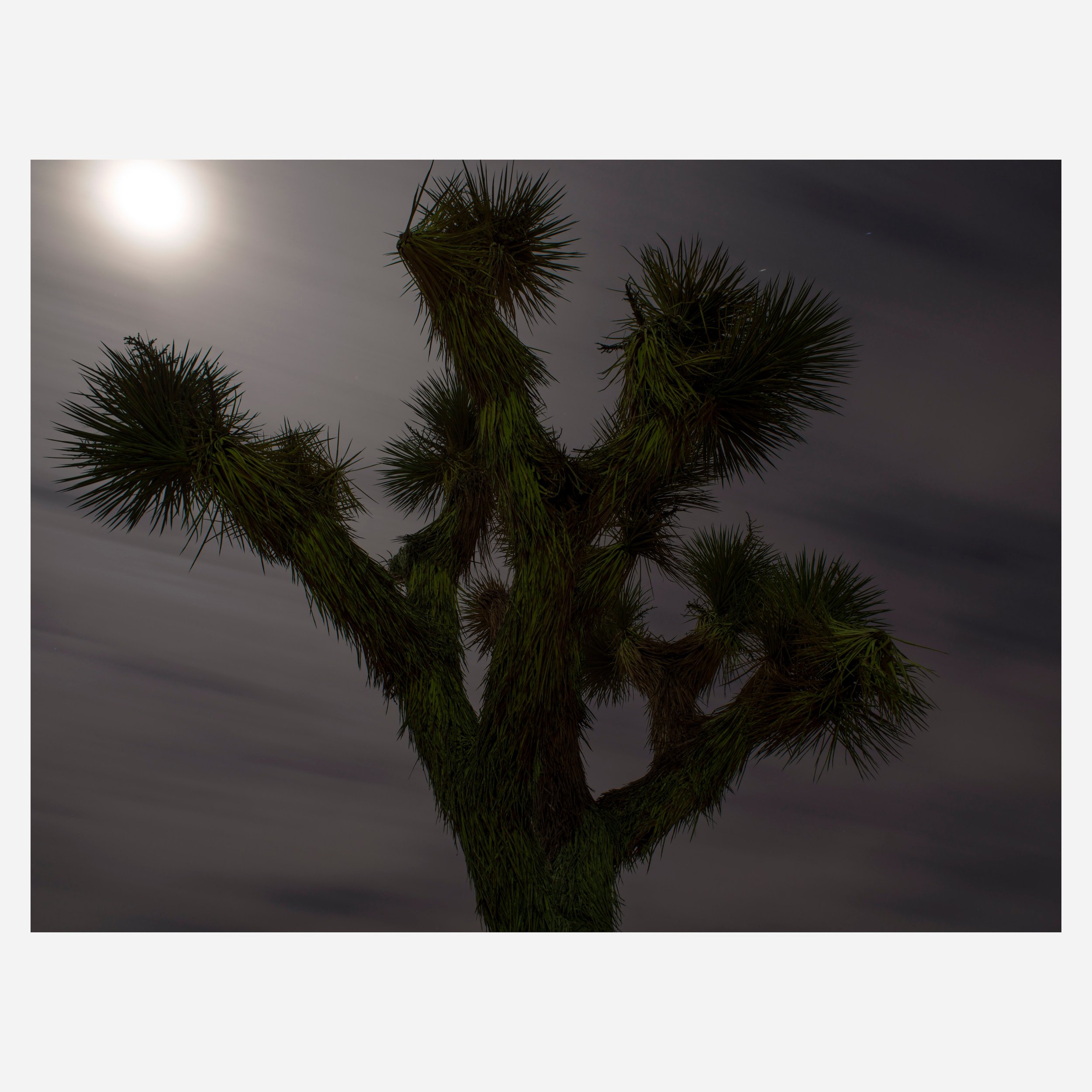 Yucca Brevifolia, 2025