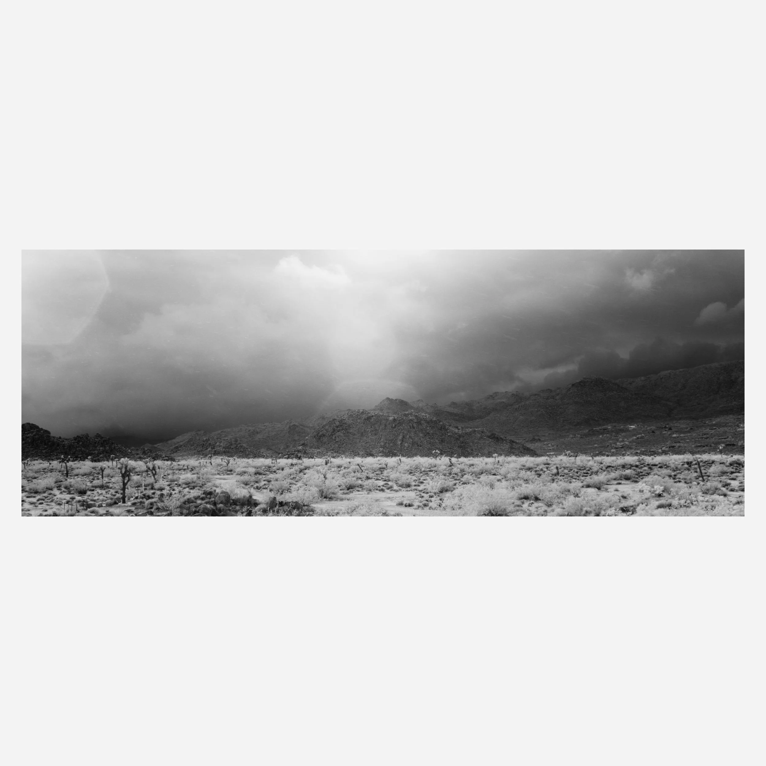 Joshua Tree, 2025