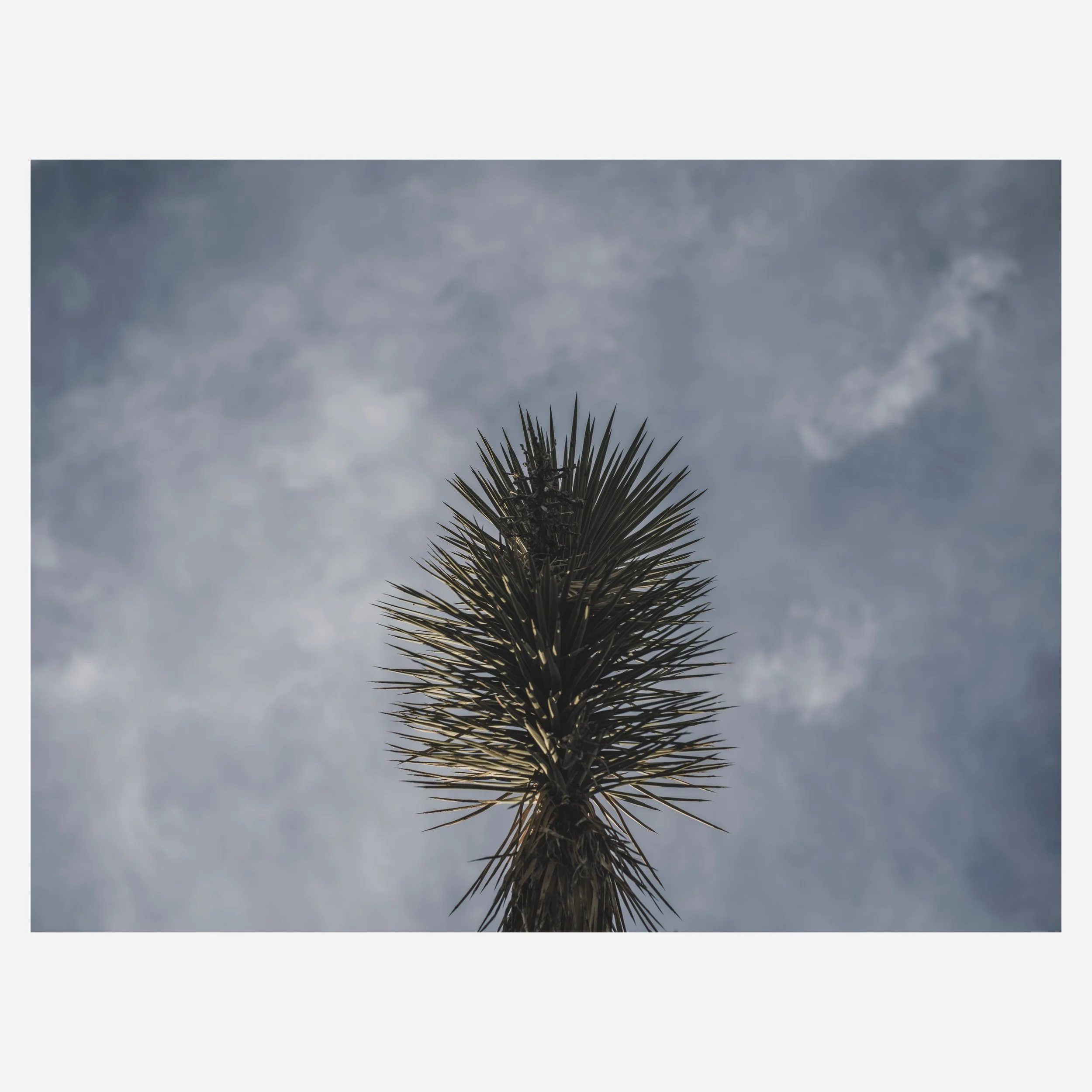 Yucca Brevifolia, 2026