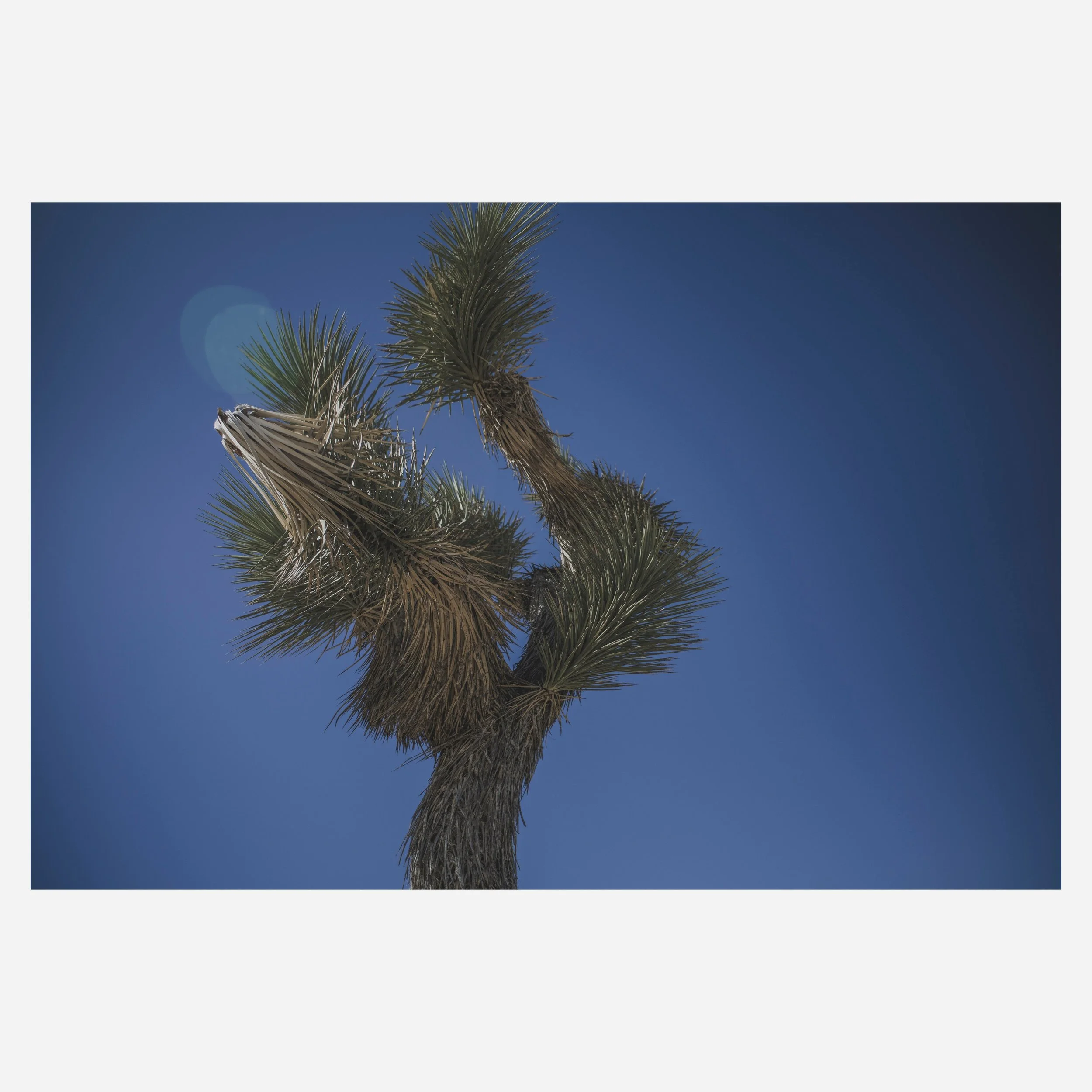 Yucca Brevifolia, 2025