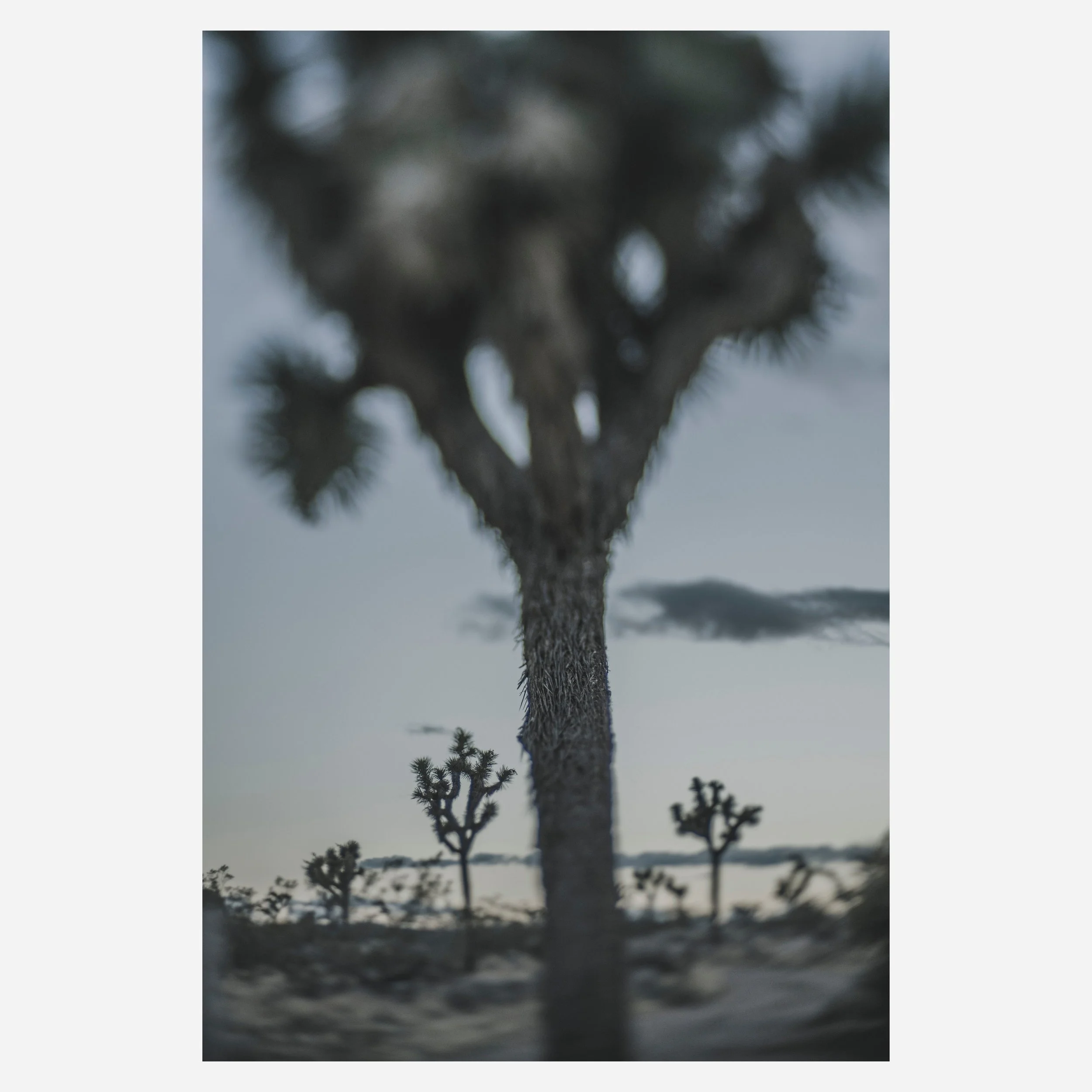 Yucca Brevifolia, 2023