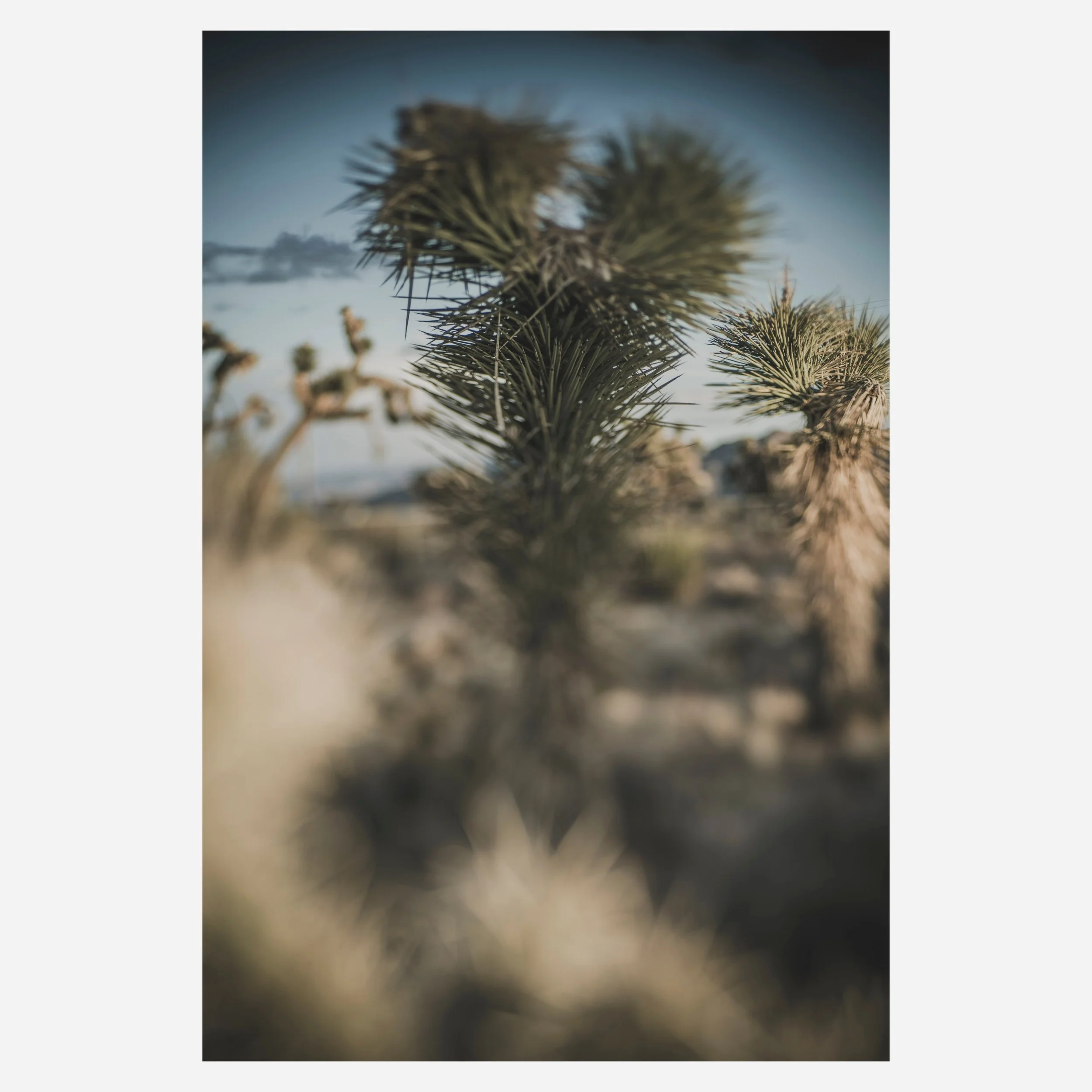 Yucca Brevifolia, 2023