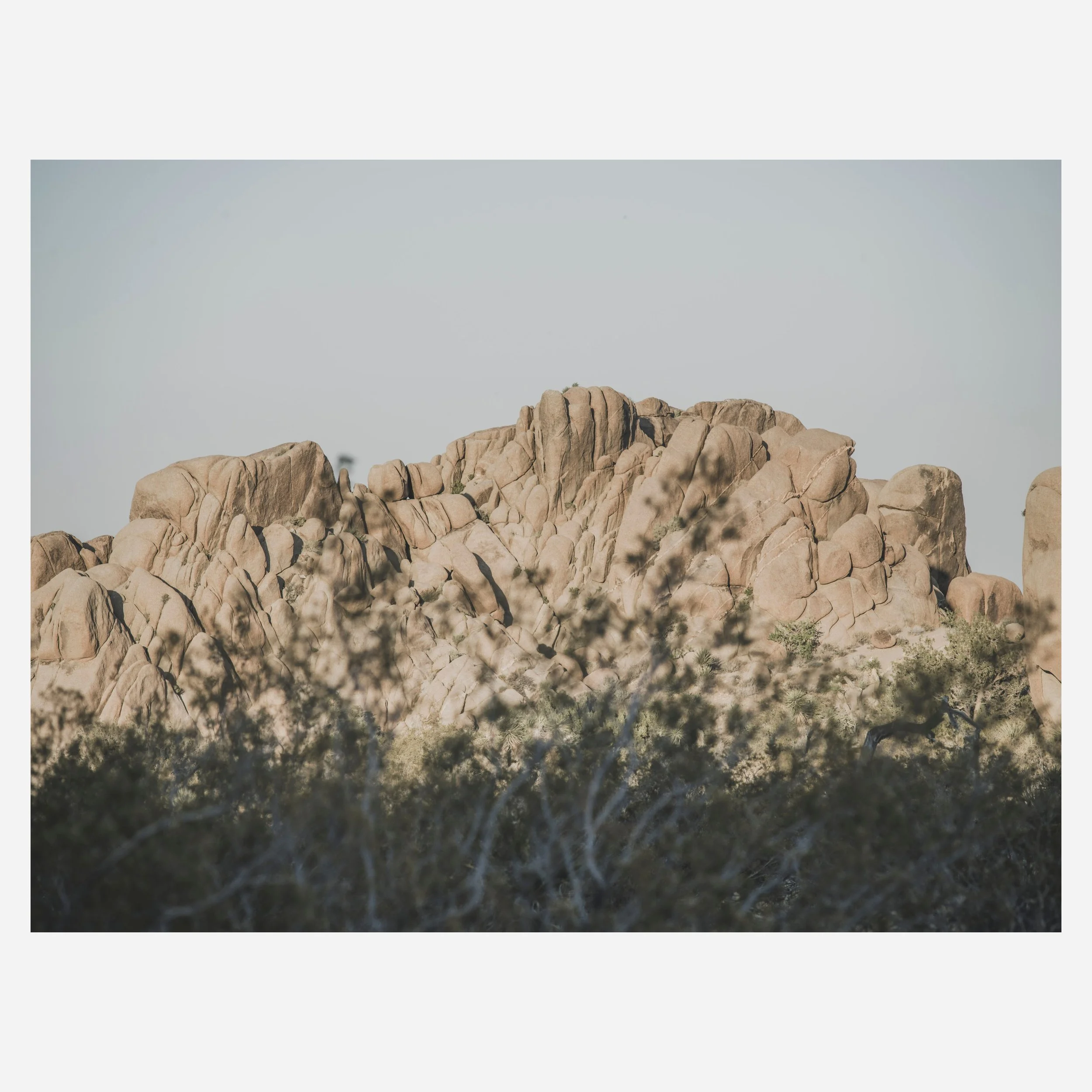 Joshua Tree, 2026