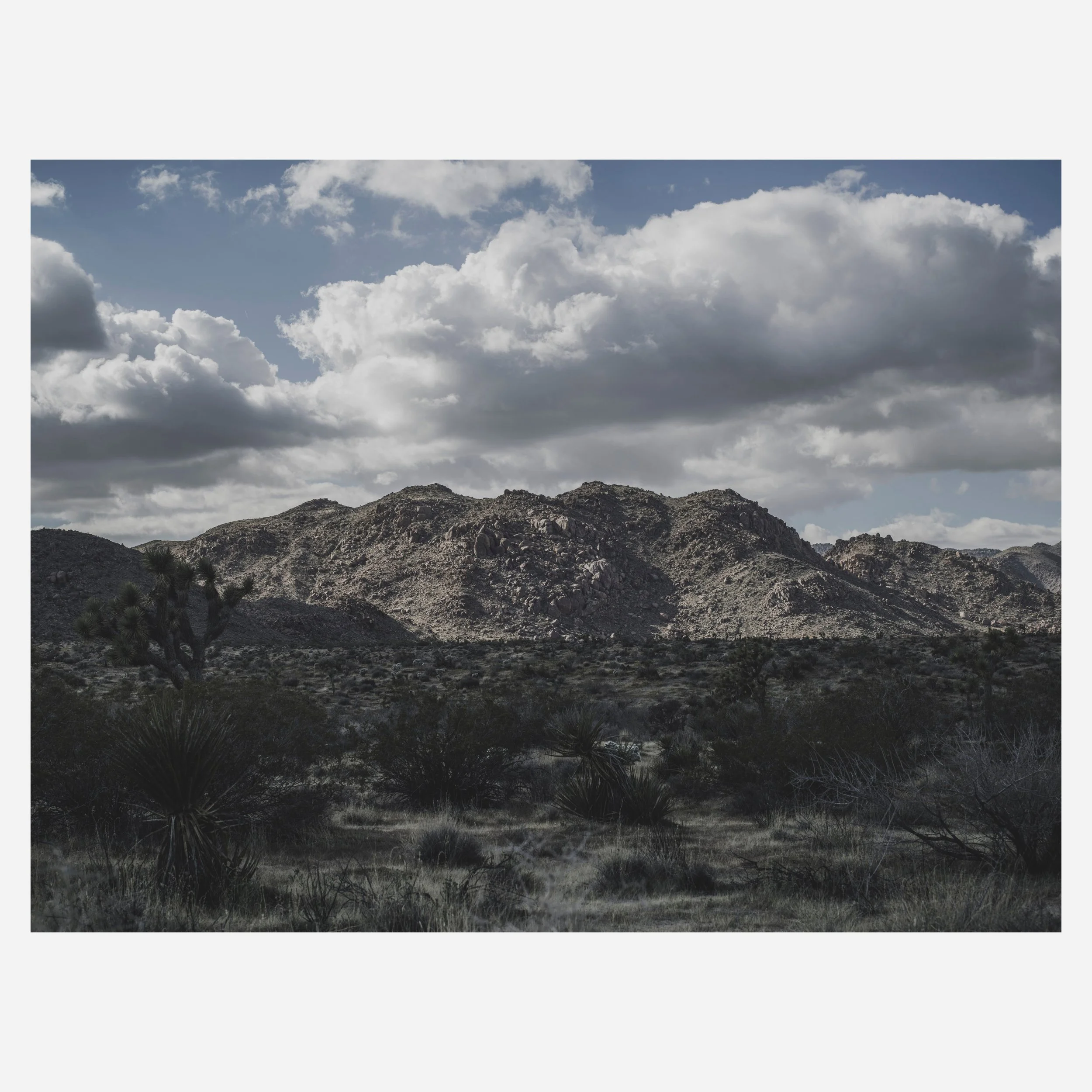 Joshua Tree, 2026